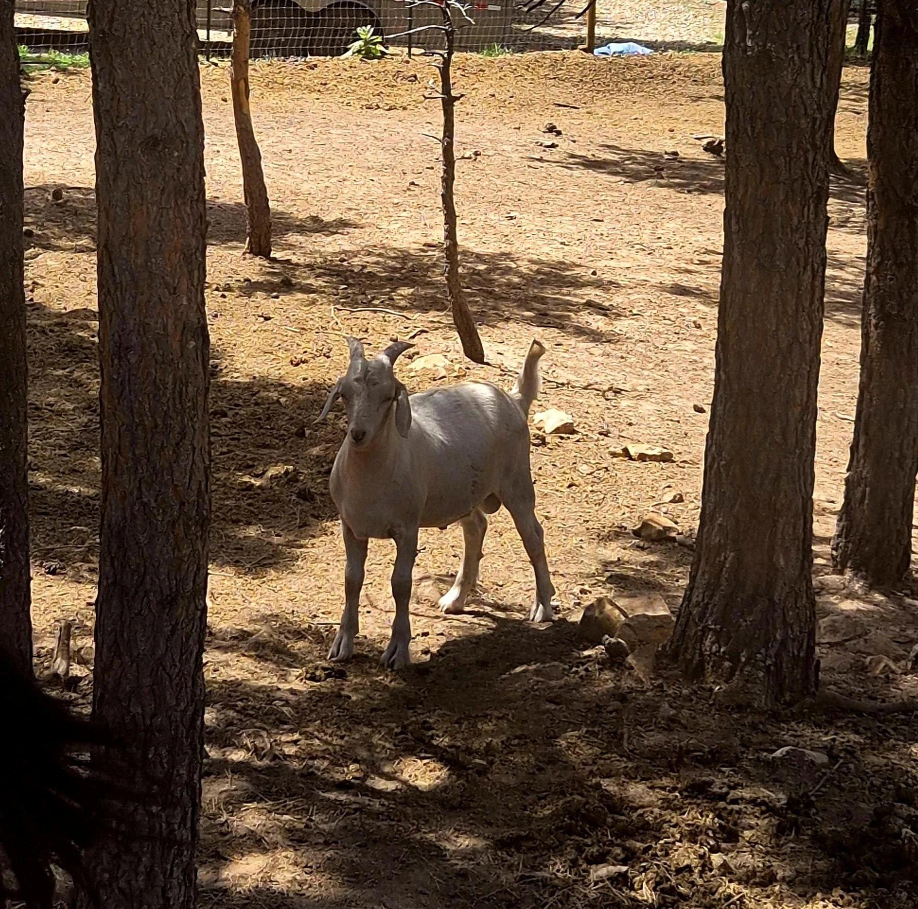 A goat with white fur and long, curved horns standing on dirt ground in a shaded outdoor area with tall pine trees, a fence, and some plants in the background.