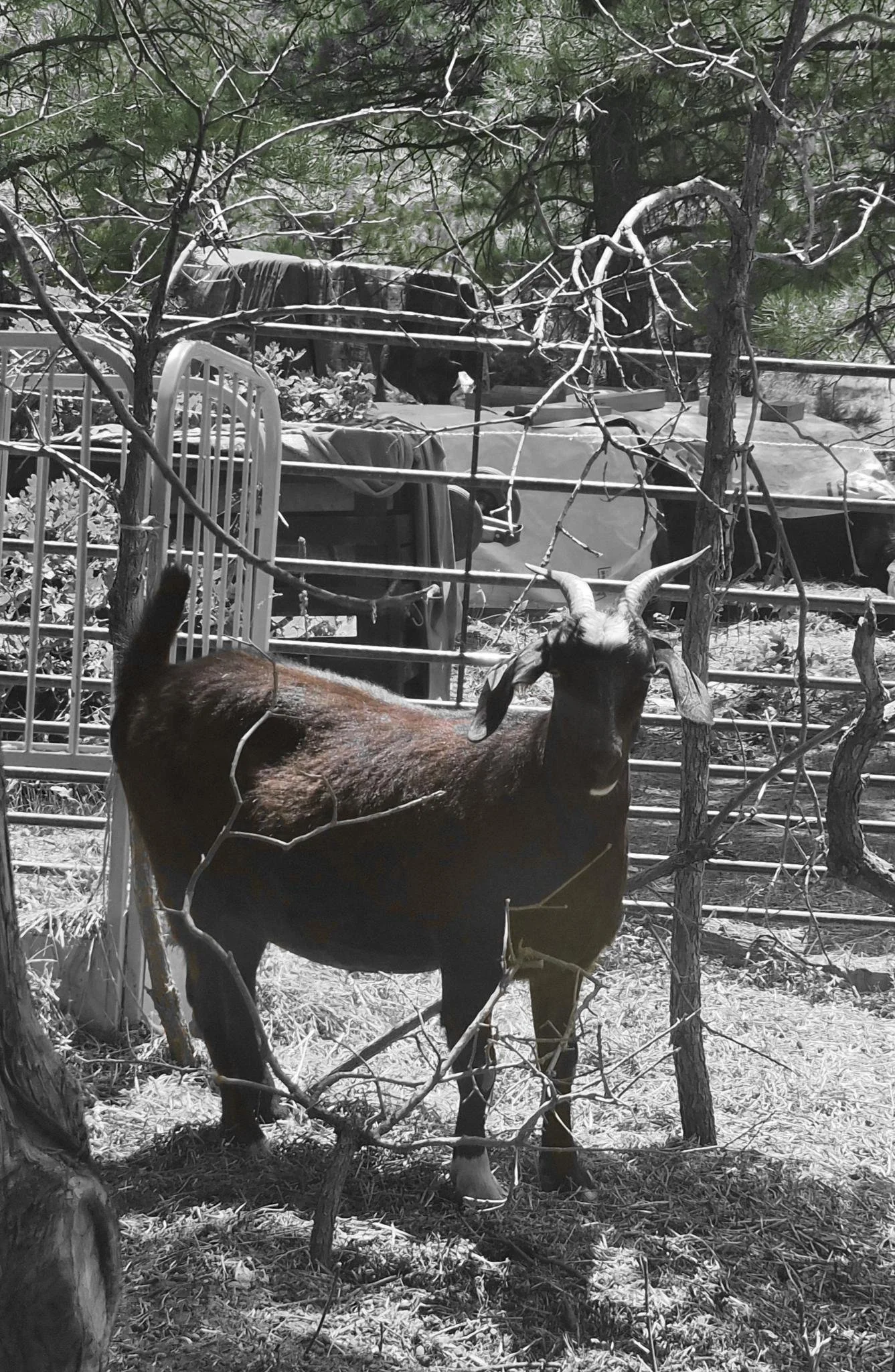 A brown goat with curved horns standing behind a wire fence, with trees and foliage in the background.