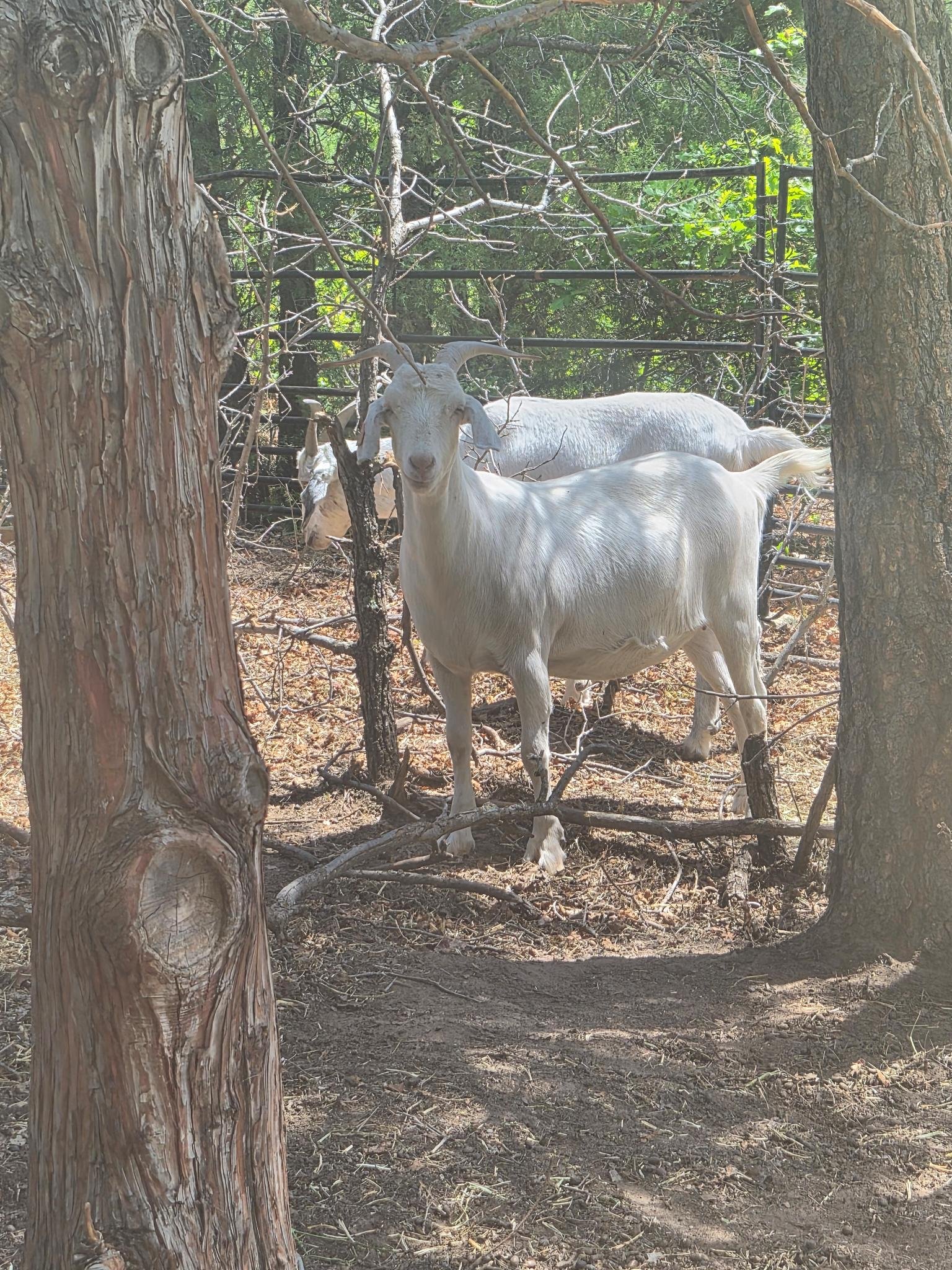 A white goat with large curved horns standing in a wooded area with trees and sunlight filtering through the leaves.