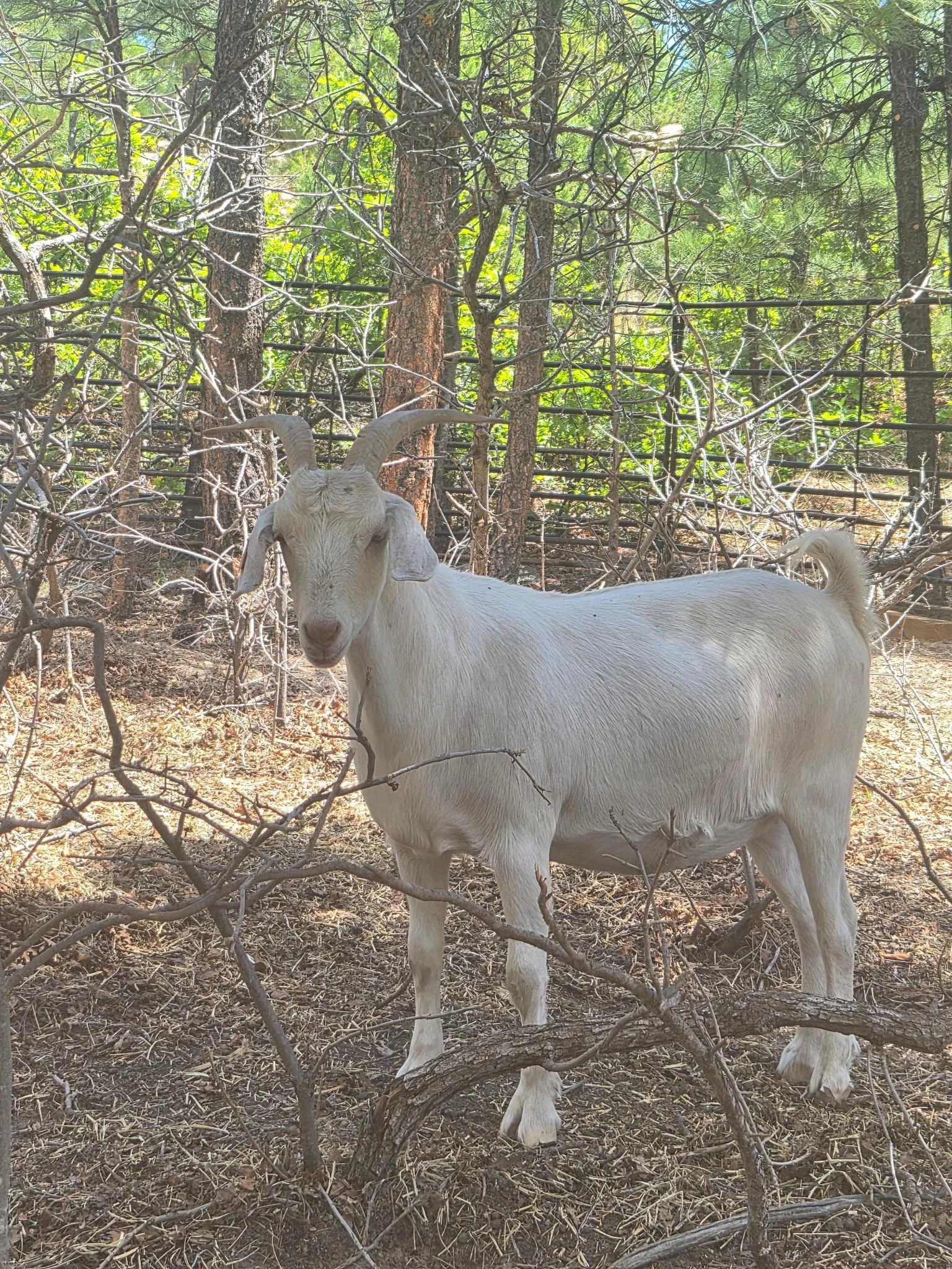 A white goat standing in a wooded area with trees, branches, and dry leaves on the ground.