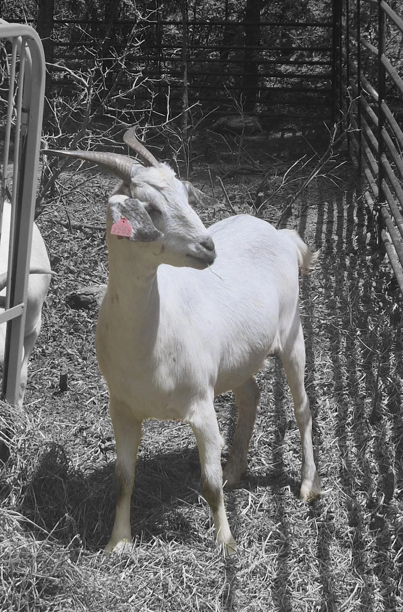 A white goat with curved horns and a pink ear tag standing in a pen with dry grass and branches, surrounded by trees and metal fencing.