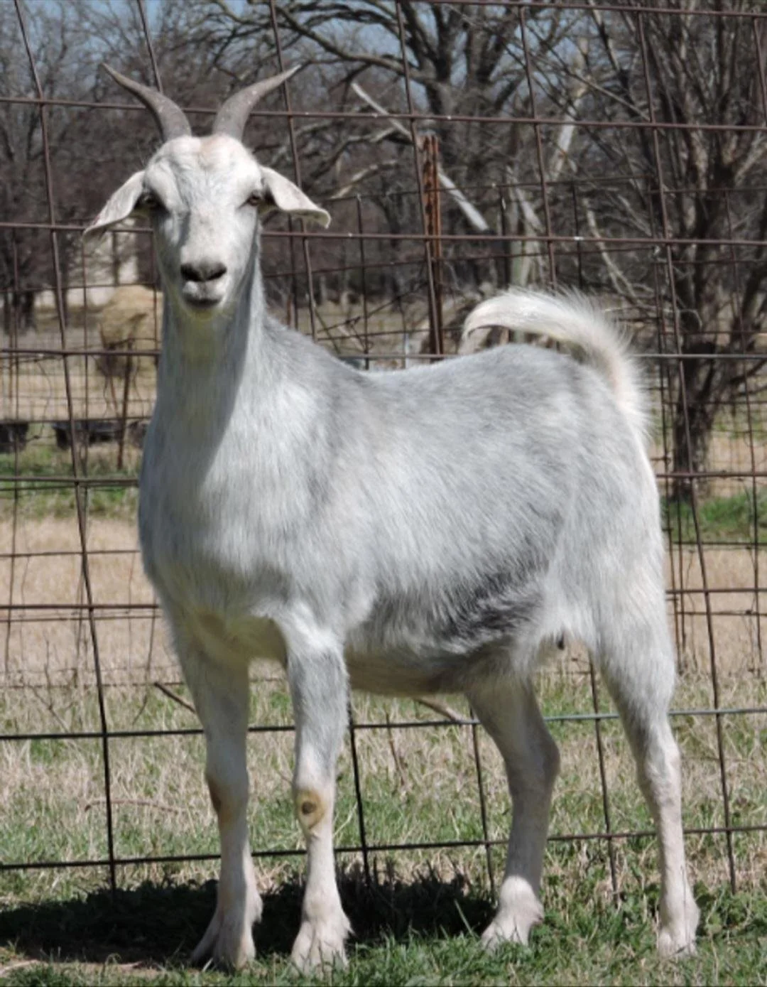 A white goat with curved horns standing behind a wire fence in a grassy area with trees in the background.