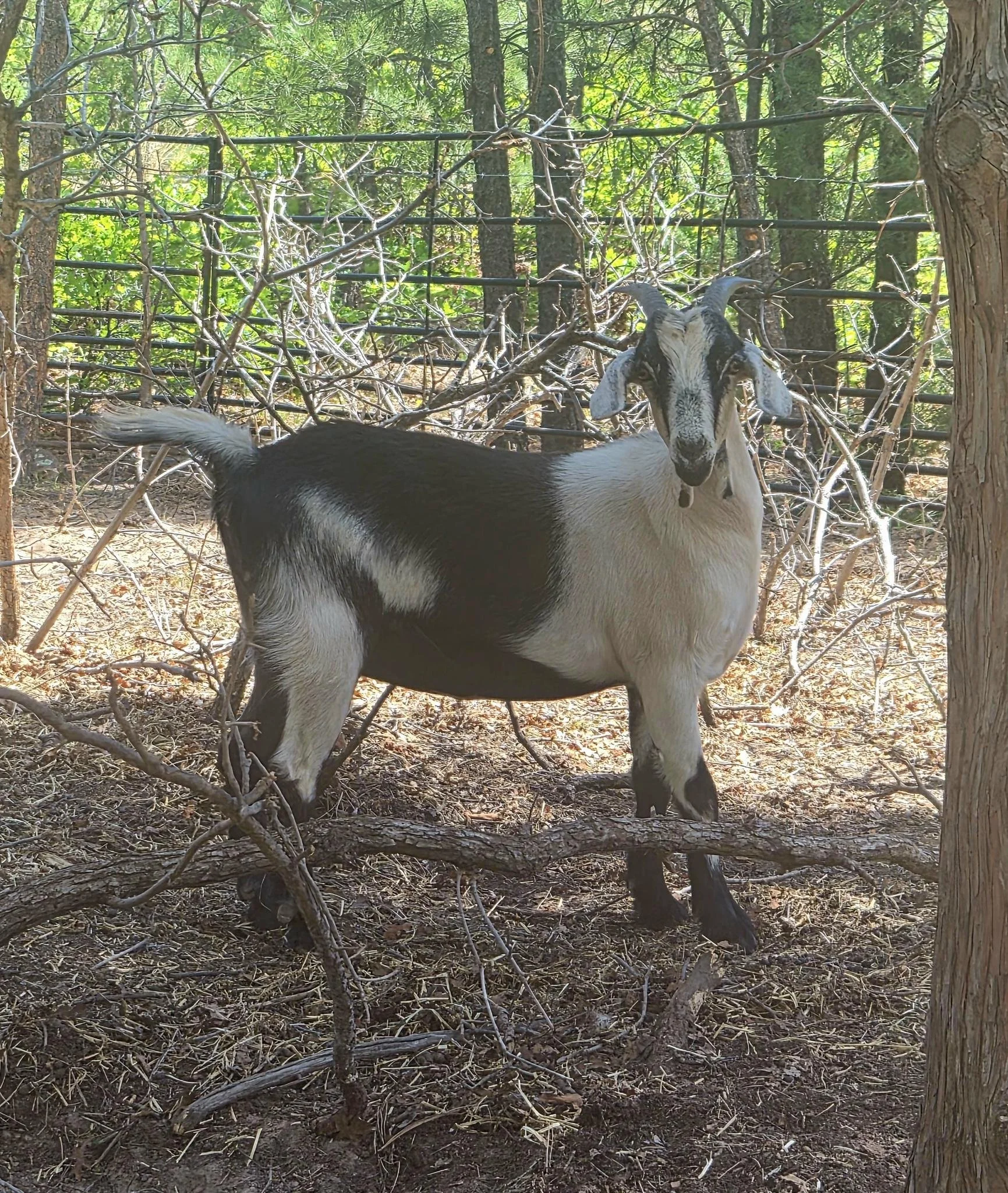 A goat standing behind a pile of dry branches in a wooded area with trees and green foliage in the background.