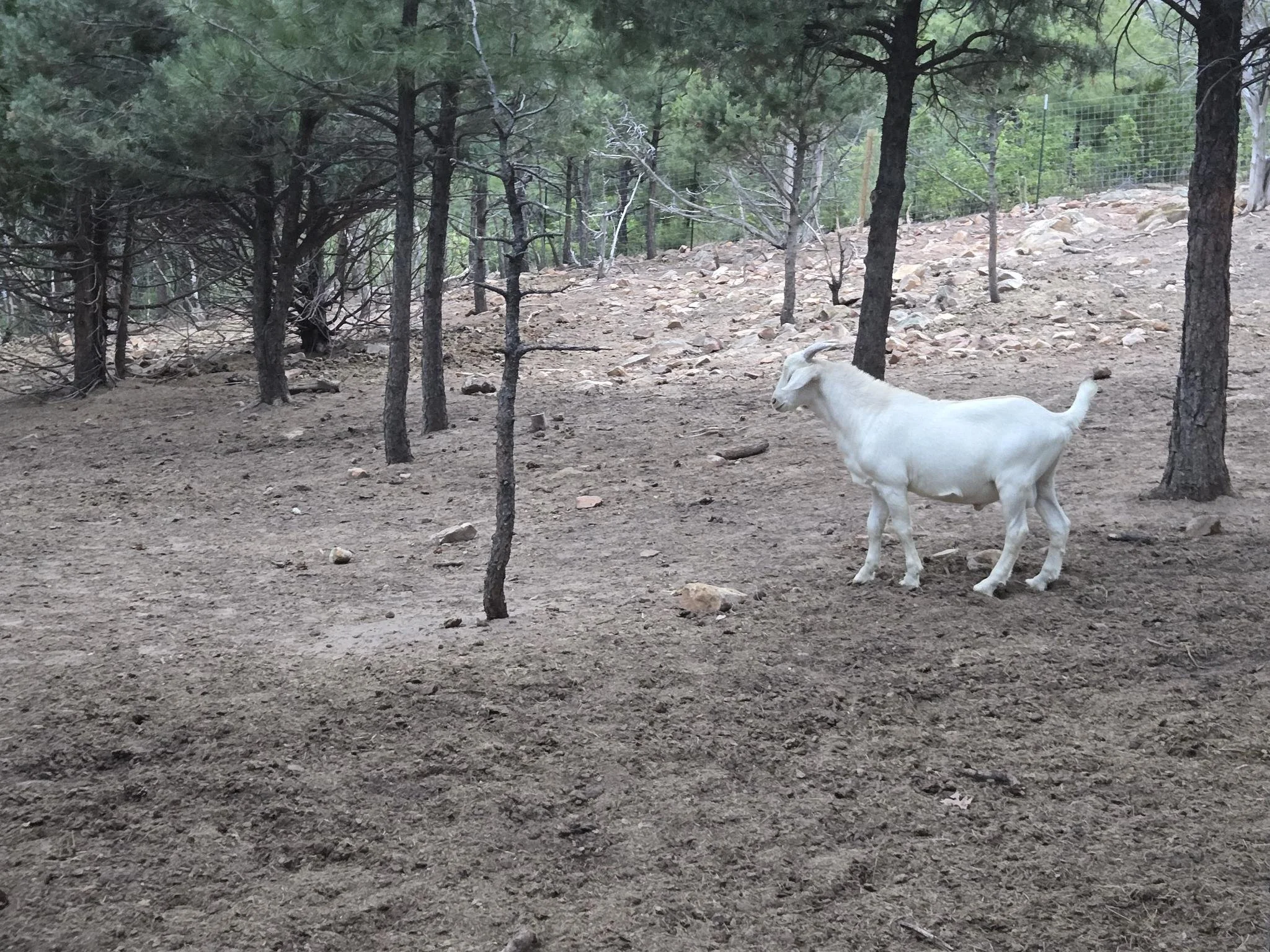 A white goat walking through a wooded area with trees and rocky ground.