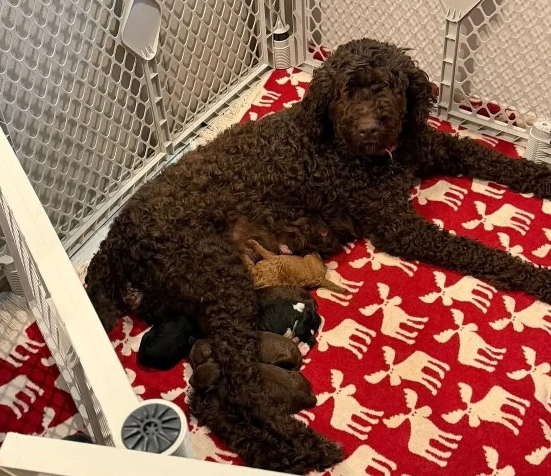 Ruby with Litter on 5-16-26.jpg