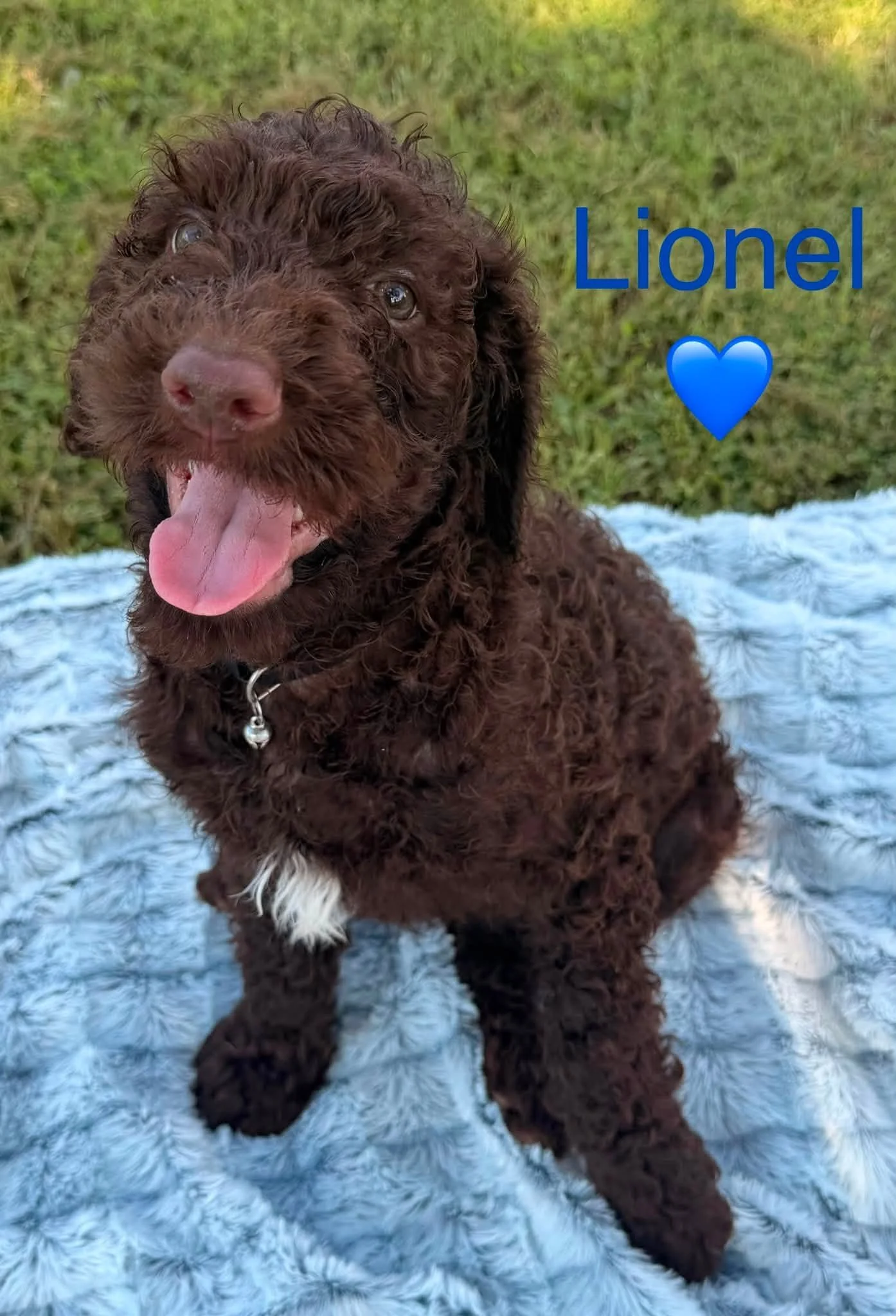 Lionel lft side sitting.jpg