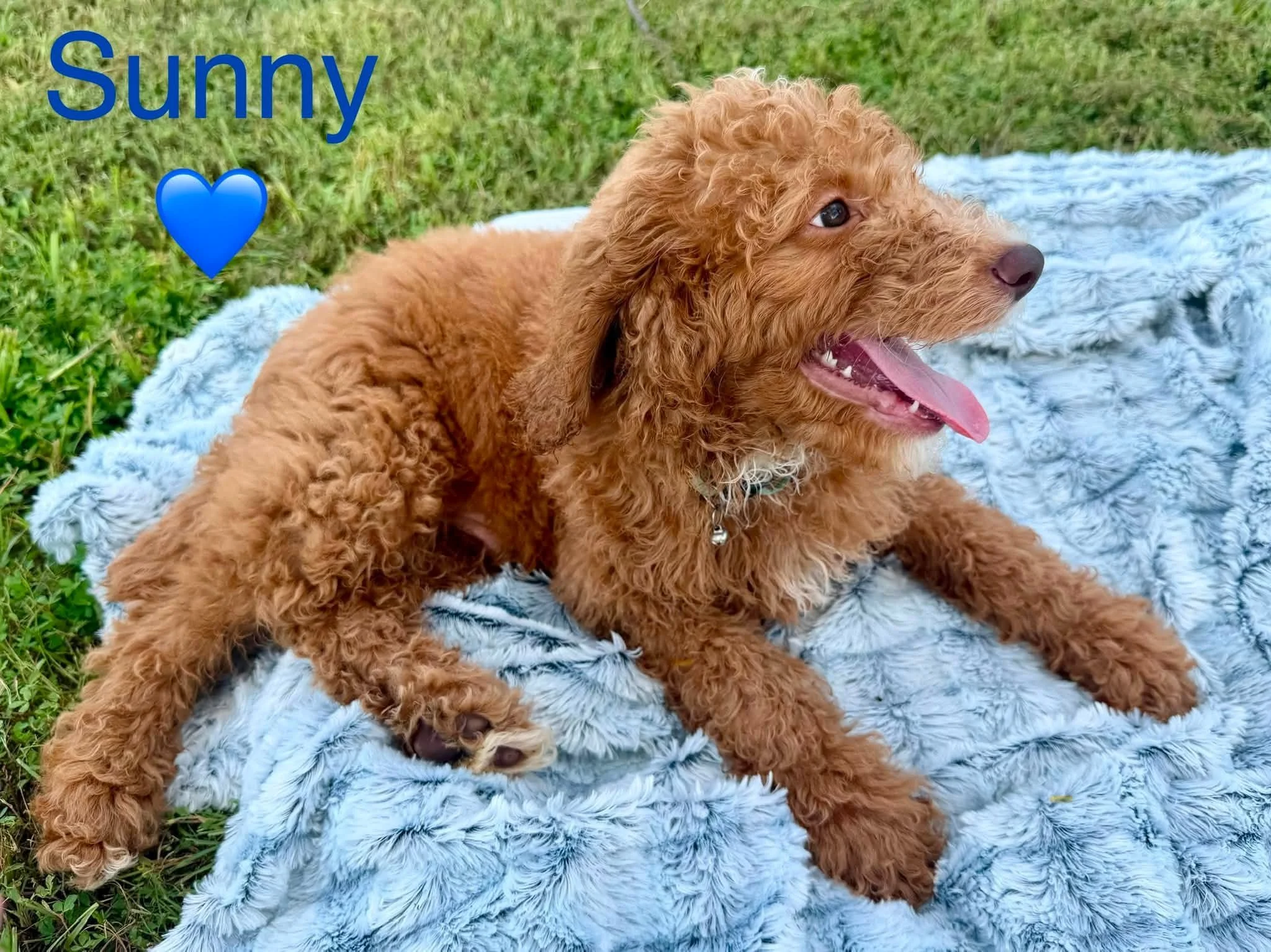 Sunny side view laying on a blue striped blanket in the grass.