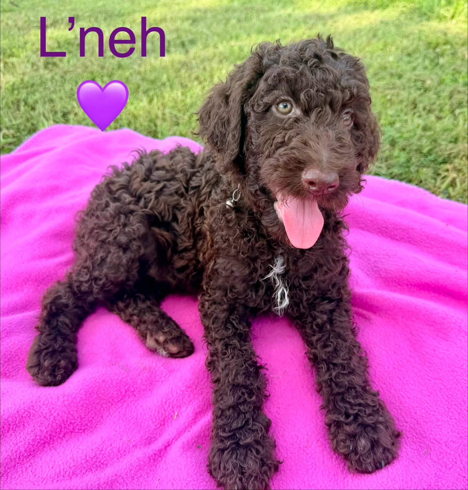 L'neh front laying.jpg