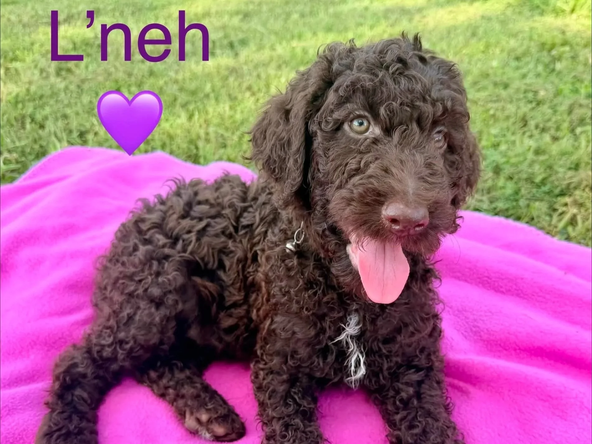 L'neh front view laying on a pink blanket in the grass.