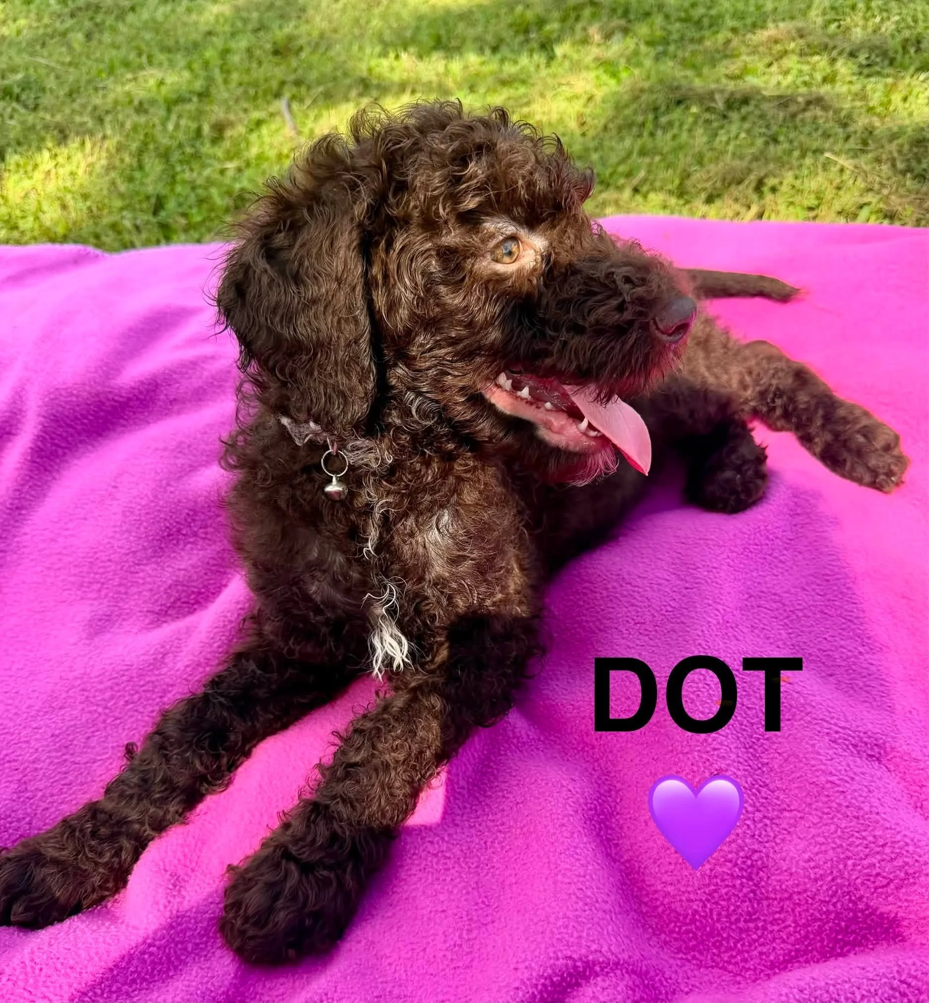 Dot side laying.jpg