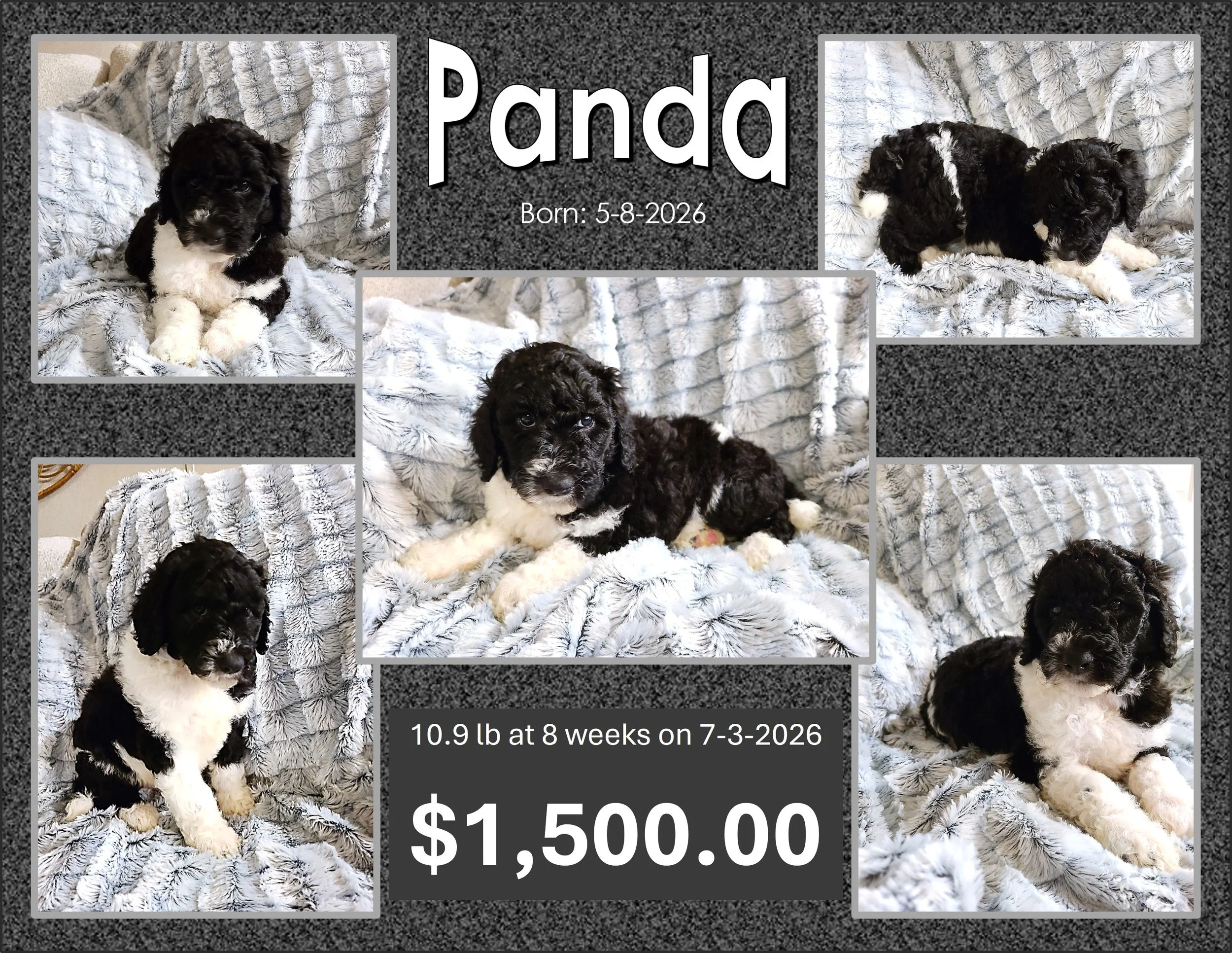PANDA