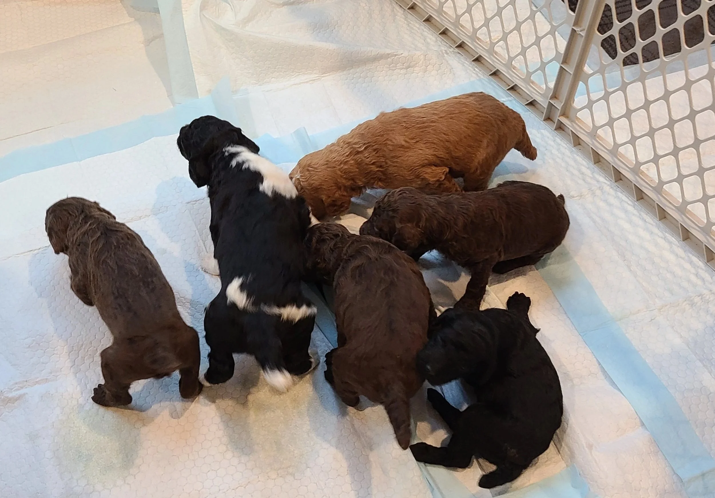 3wk+old+-+20260528_180916.jpg