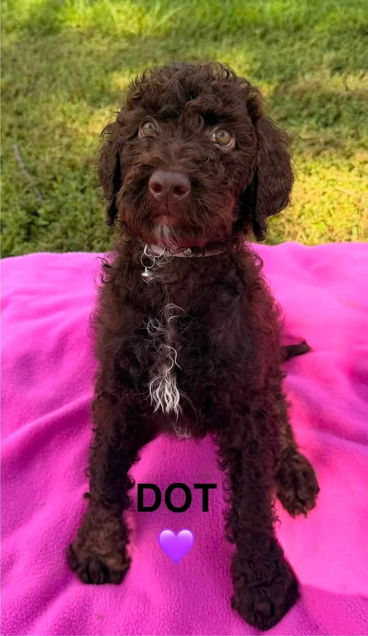 Dot front sitting.jpg