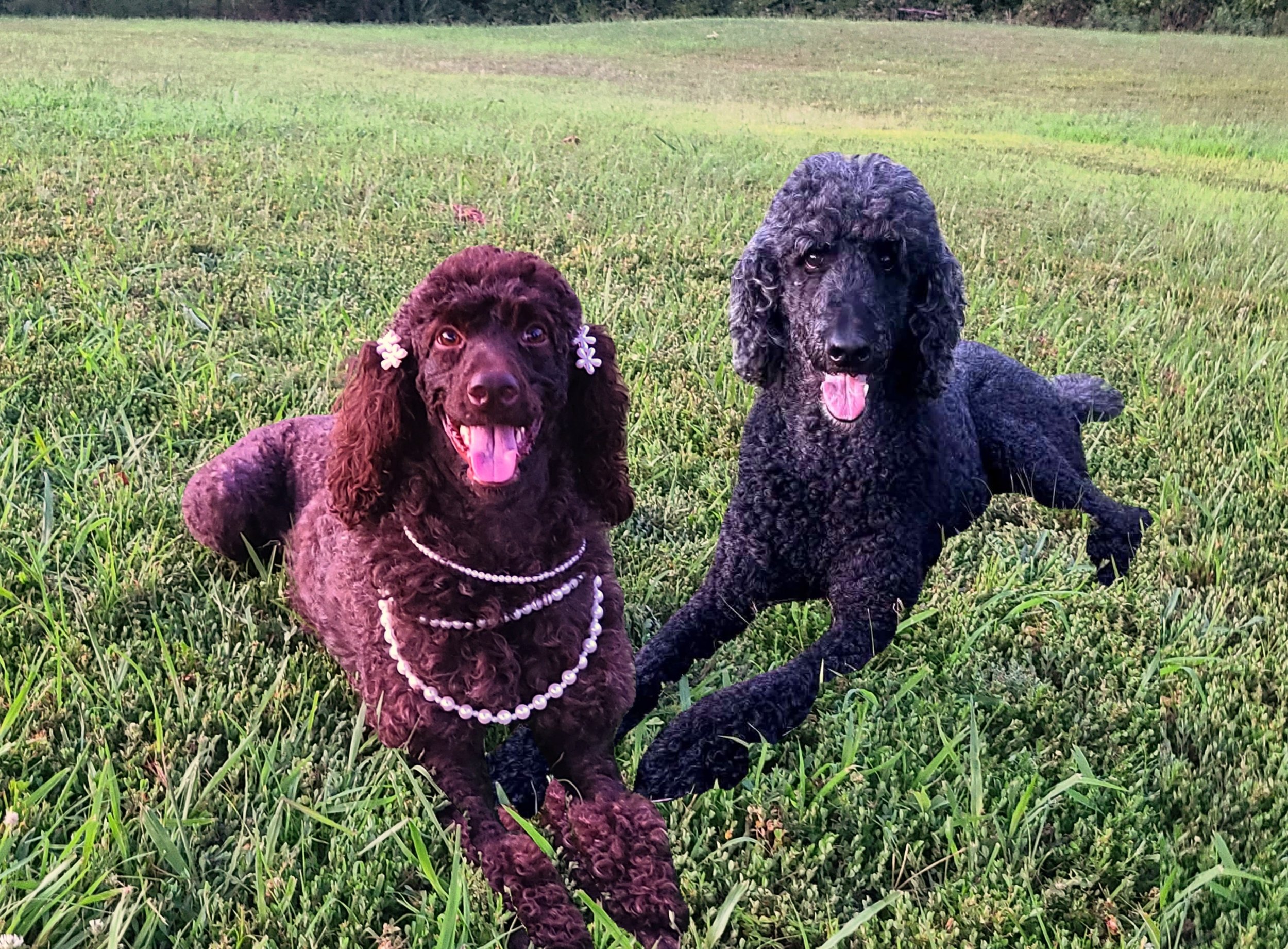 Chocolate female adult poodle laying in the grass with a black male poodle in Green Country, Oklahoma.