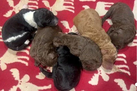 Ruby-Kyle 5-8-26 Litter - 6 living - 3m 3f - MASTER - resized.jpg