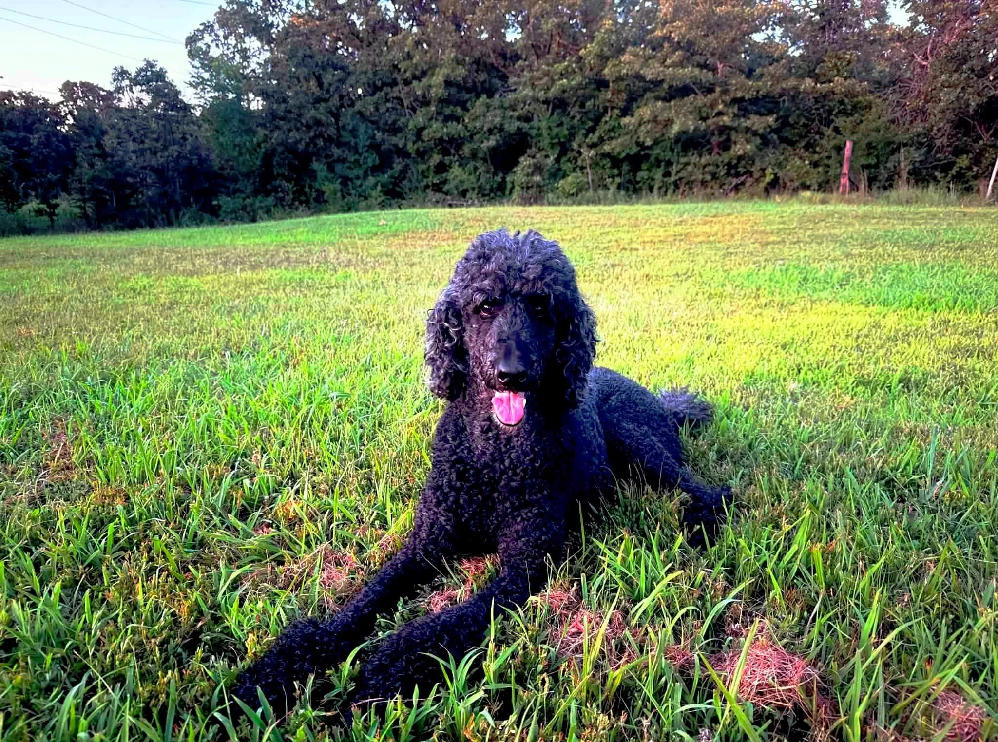 Kyle Perez laying out in the yard