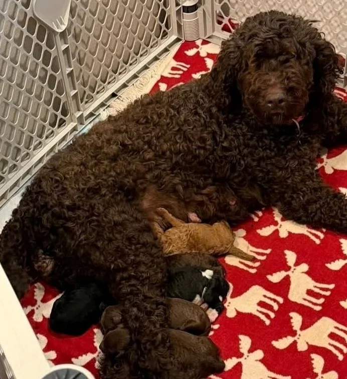Ruby with Litter on 5-16-26 - born 5-8-26.jpg