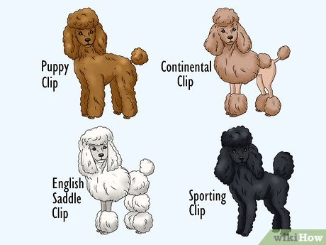 Four different poodle cuts -- puppy clip, continental clip, English saddle clip and sporting clip
