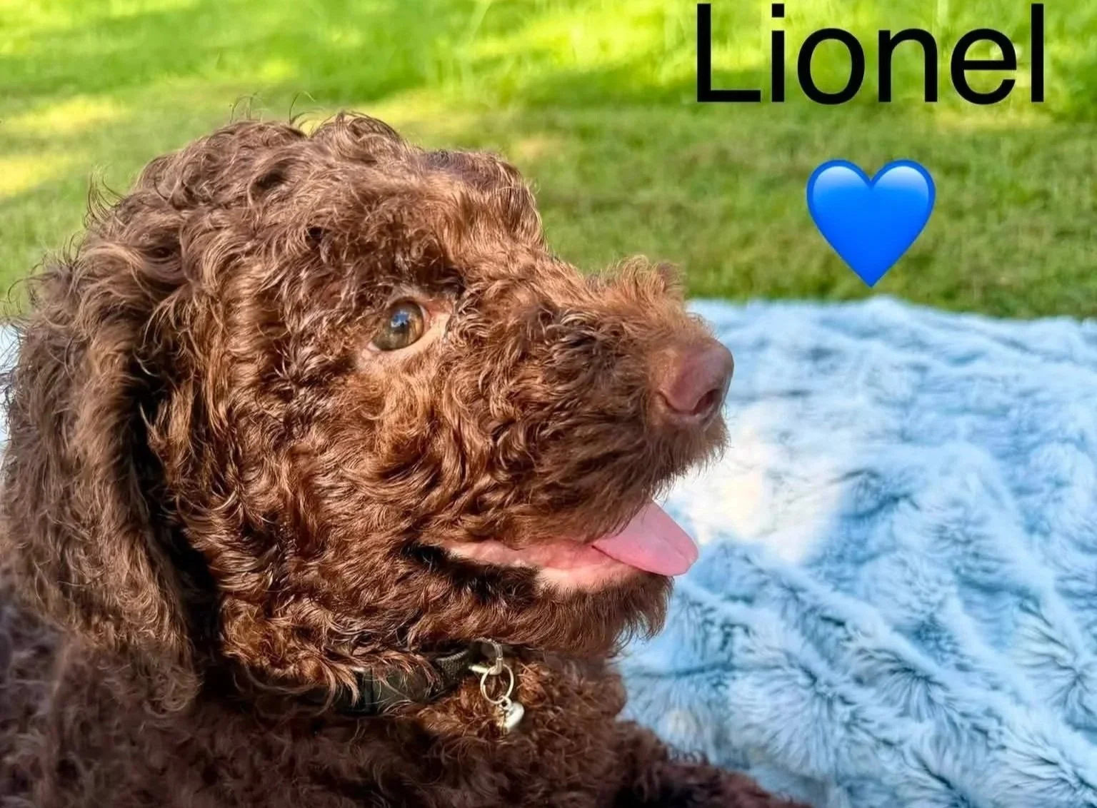 Lionel laying on a blue striped blanket in the grass.