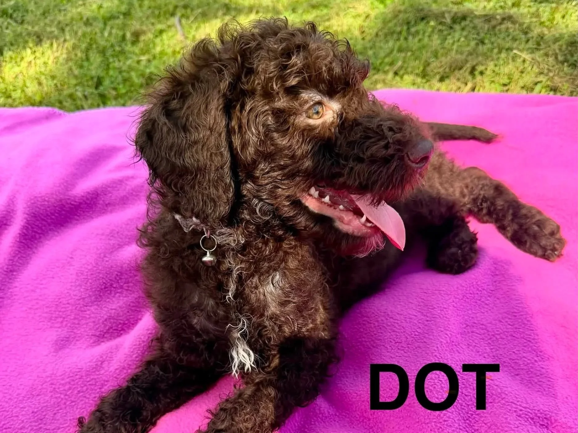 Dot side view laying on a pink blanket in the grass.