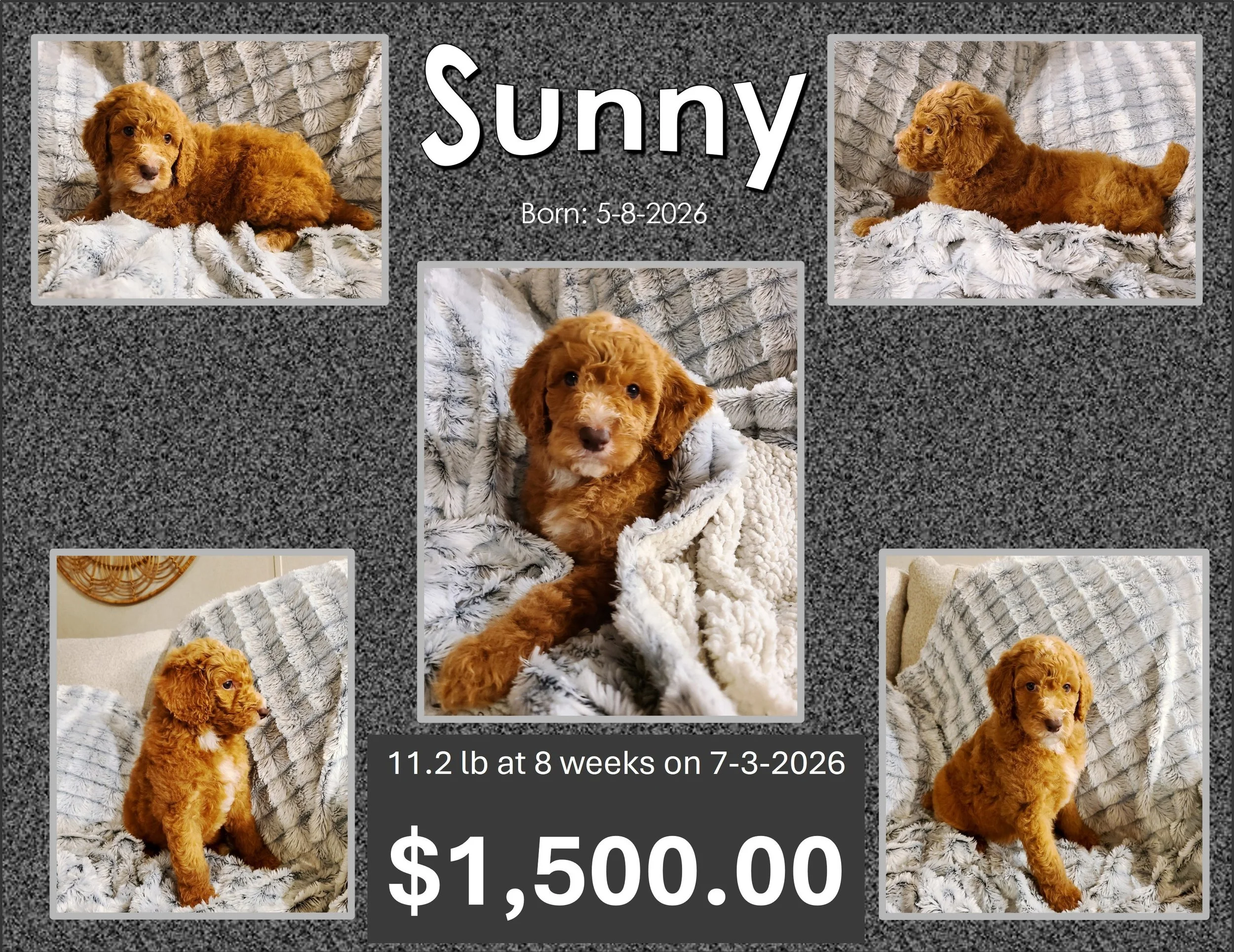 SUNNY