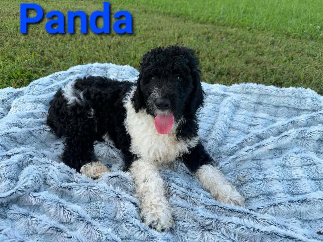 Panda front view sitting on blue striped blanket in the grass.