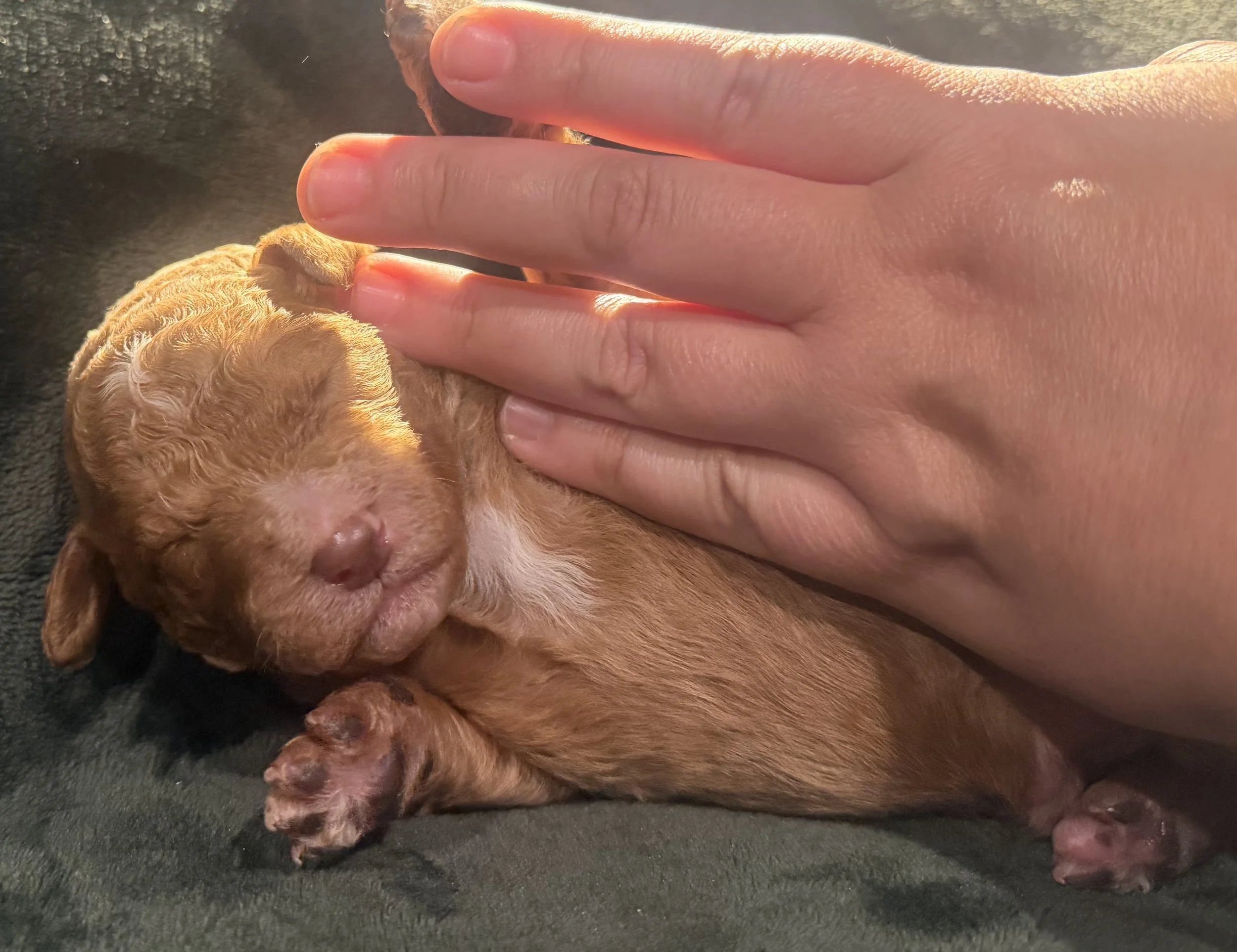 Ruby-Kyle 5-8-26 litter - apricot with cream markings Male.jpg