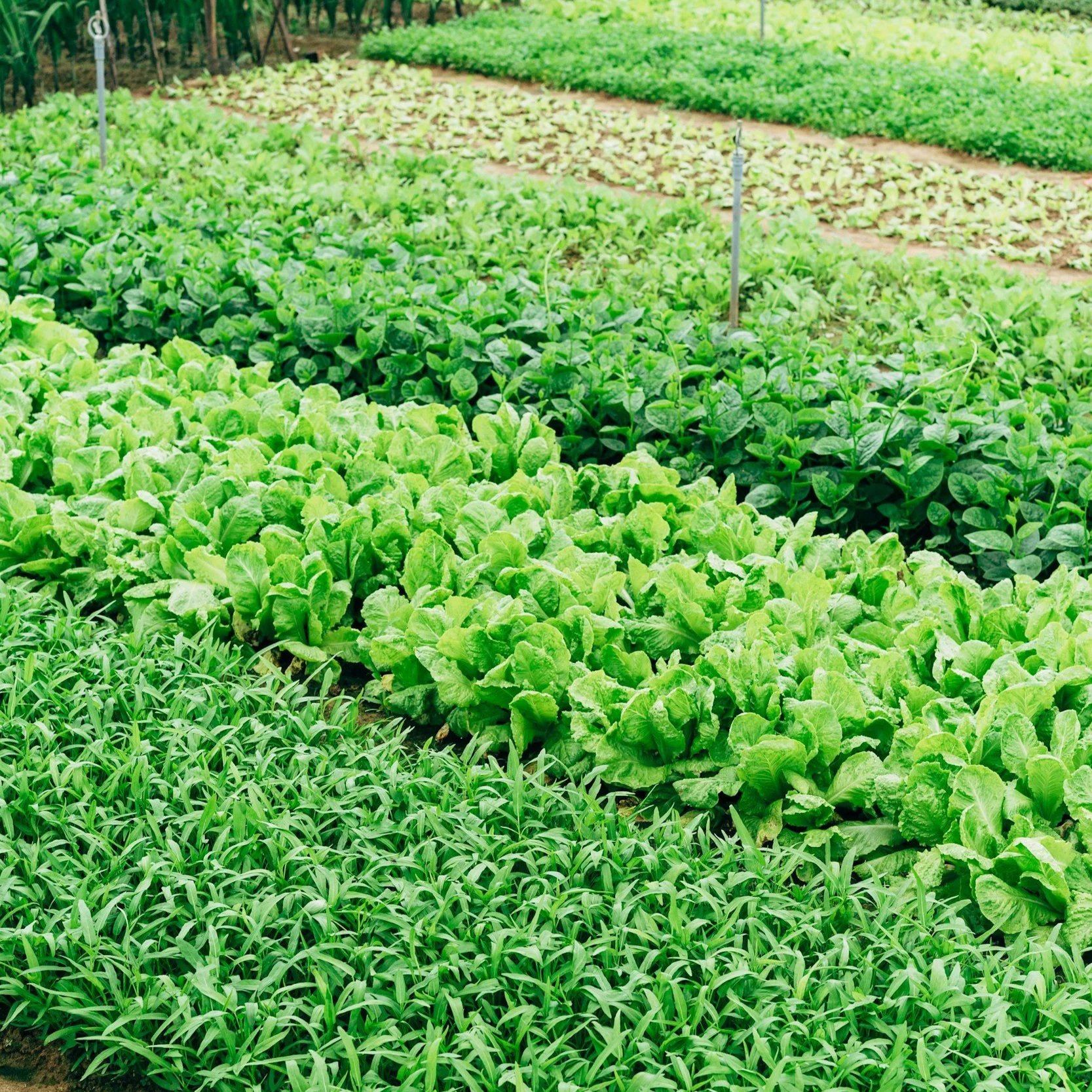 Maximizing Crop Yields with Reliable Irrigation Pump Service