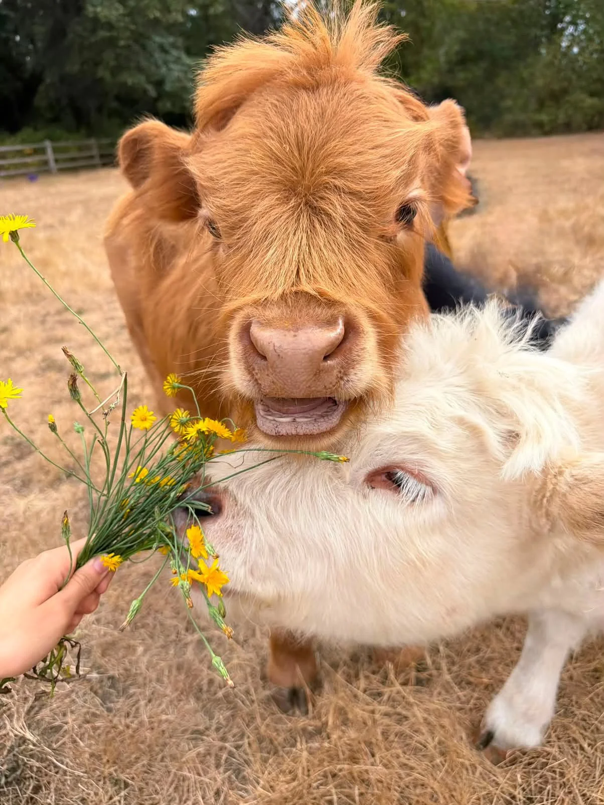 Entry to standard cuddle session