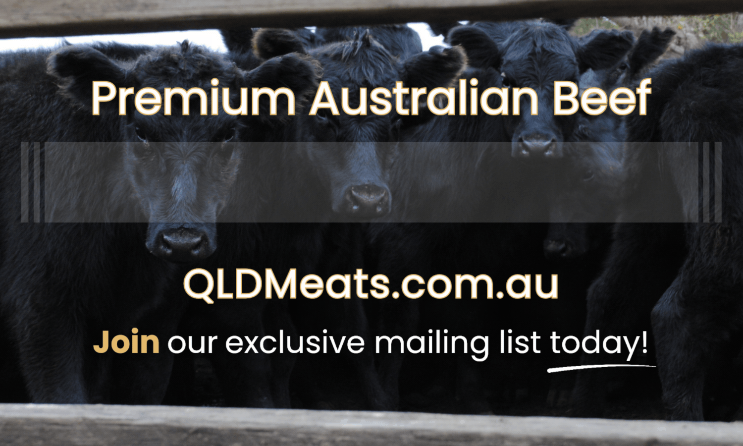 Group of black Australian cattle in a farm.