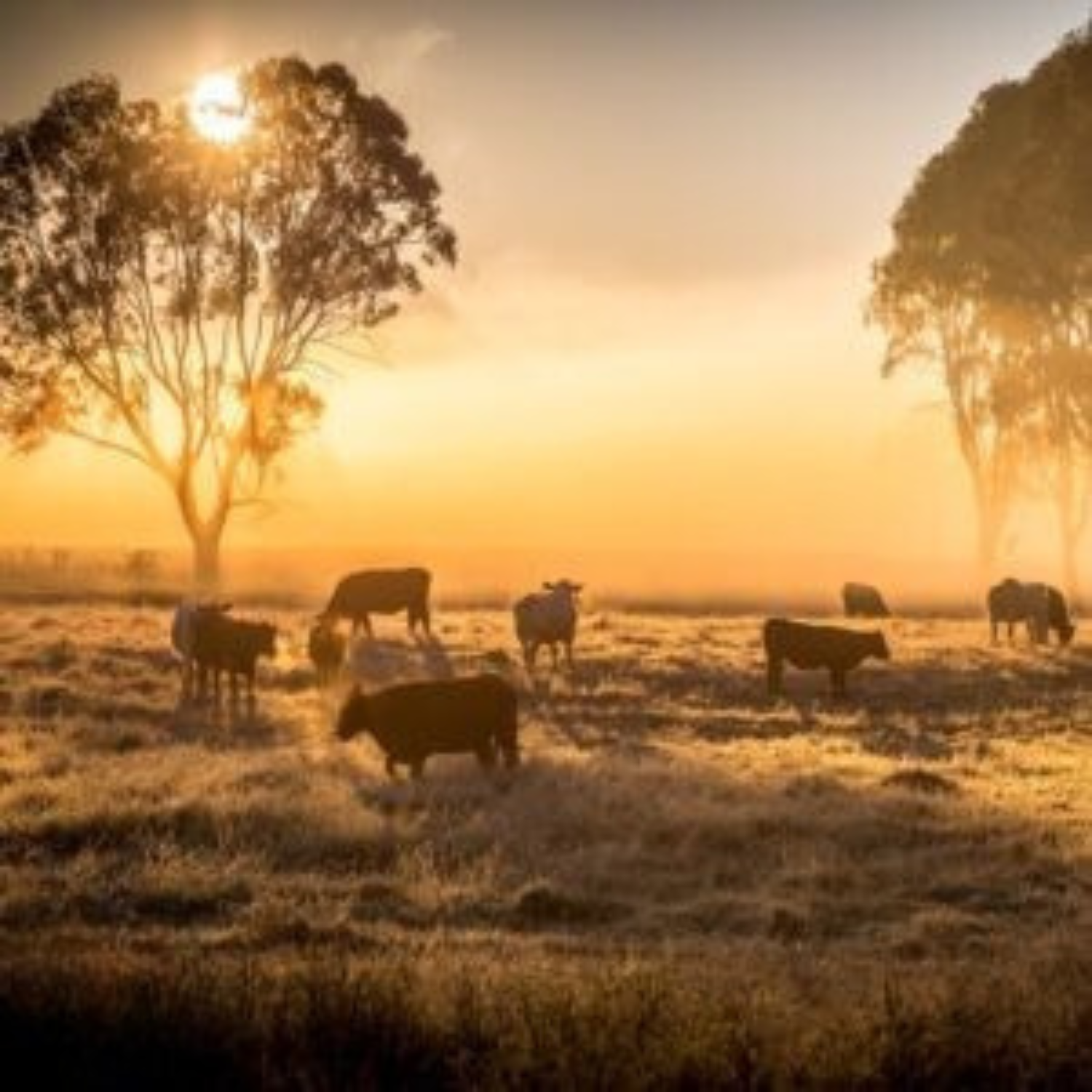 A sunrise or sunset over a field with cows grazing, surrounded by large trees.