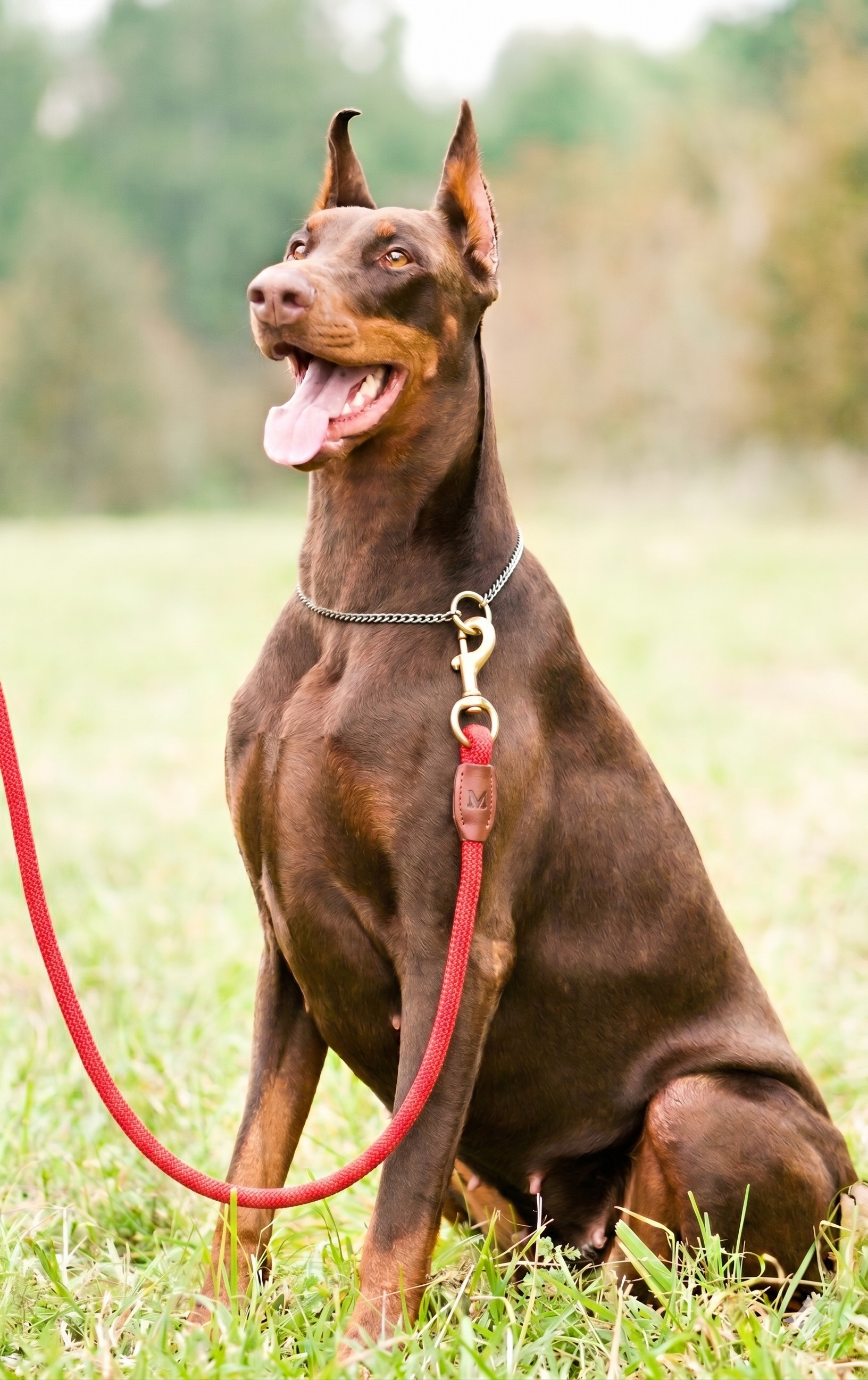 Structured Dog Walking