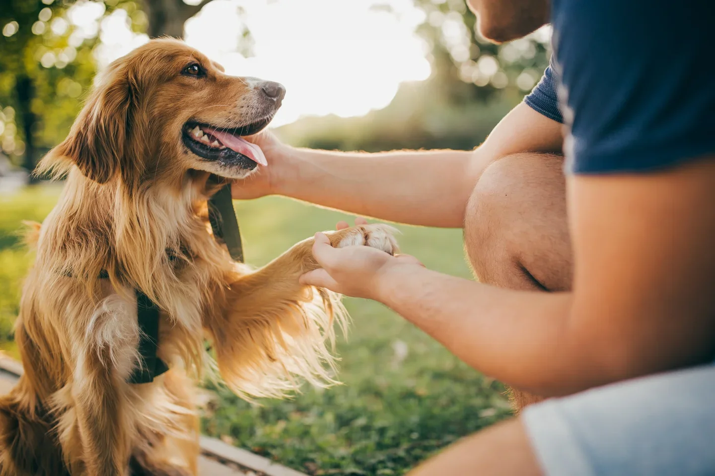 A man petting a golden retriever dog outdoors on a sunny day.