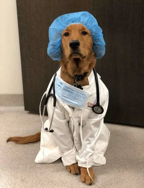Dog dressed as a doctor, wearing a blue surgical cap, white coat, stethoscope, and mask, sitting on a gray carpeted floor.