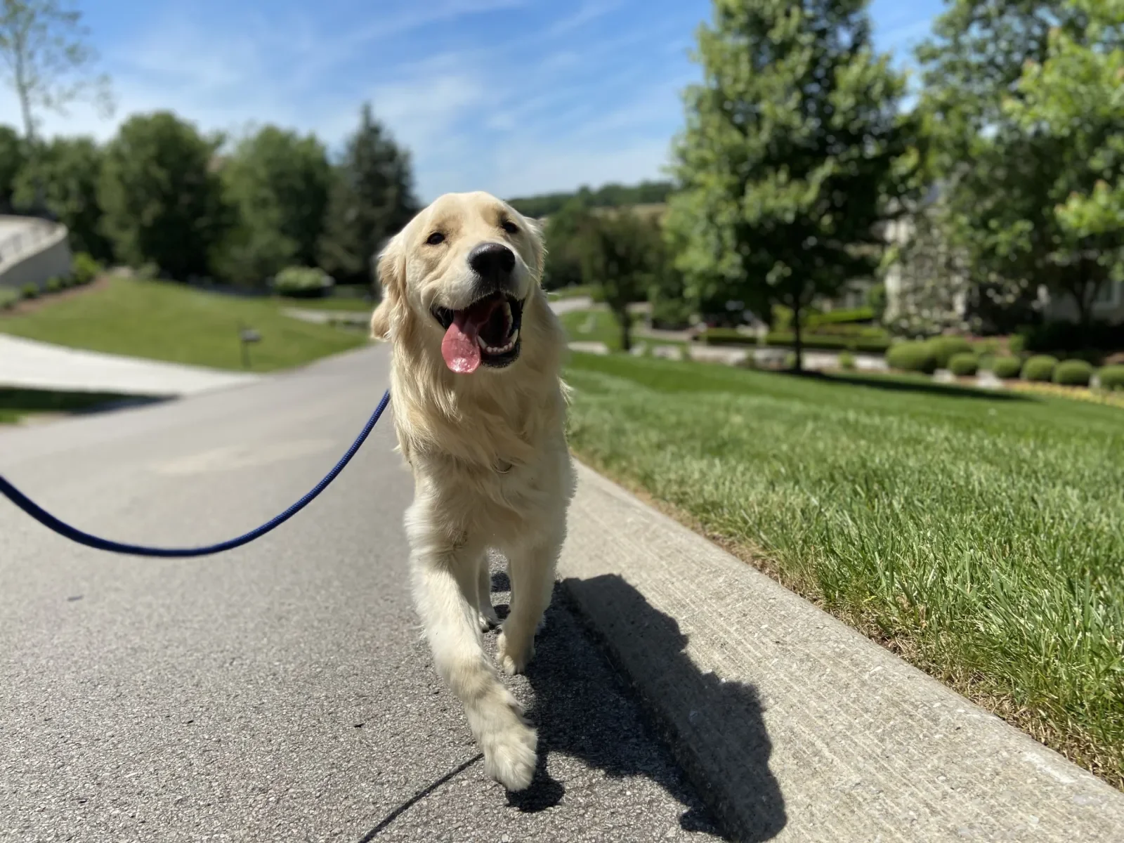 Golden retriever dog walking on sidewalk in a suburban neighborhood on a sunny day.
