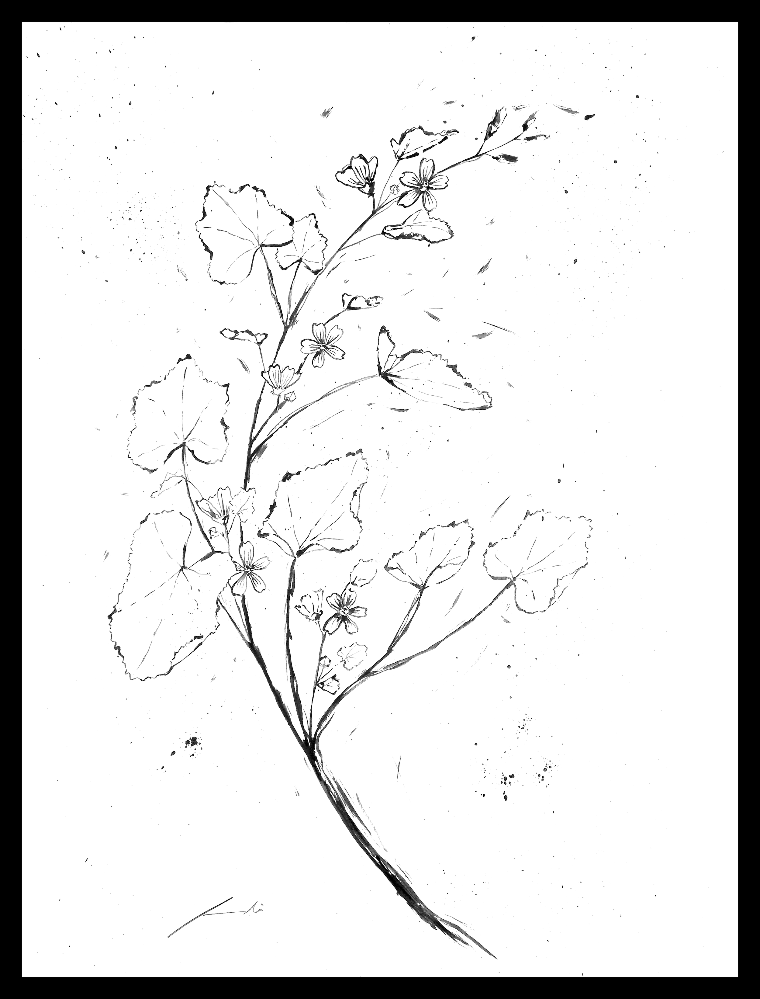 Malva Menor