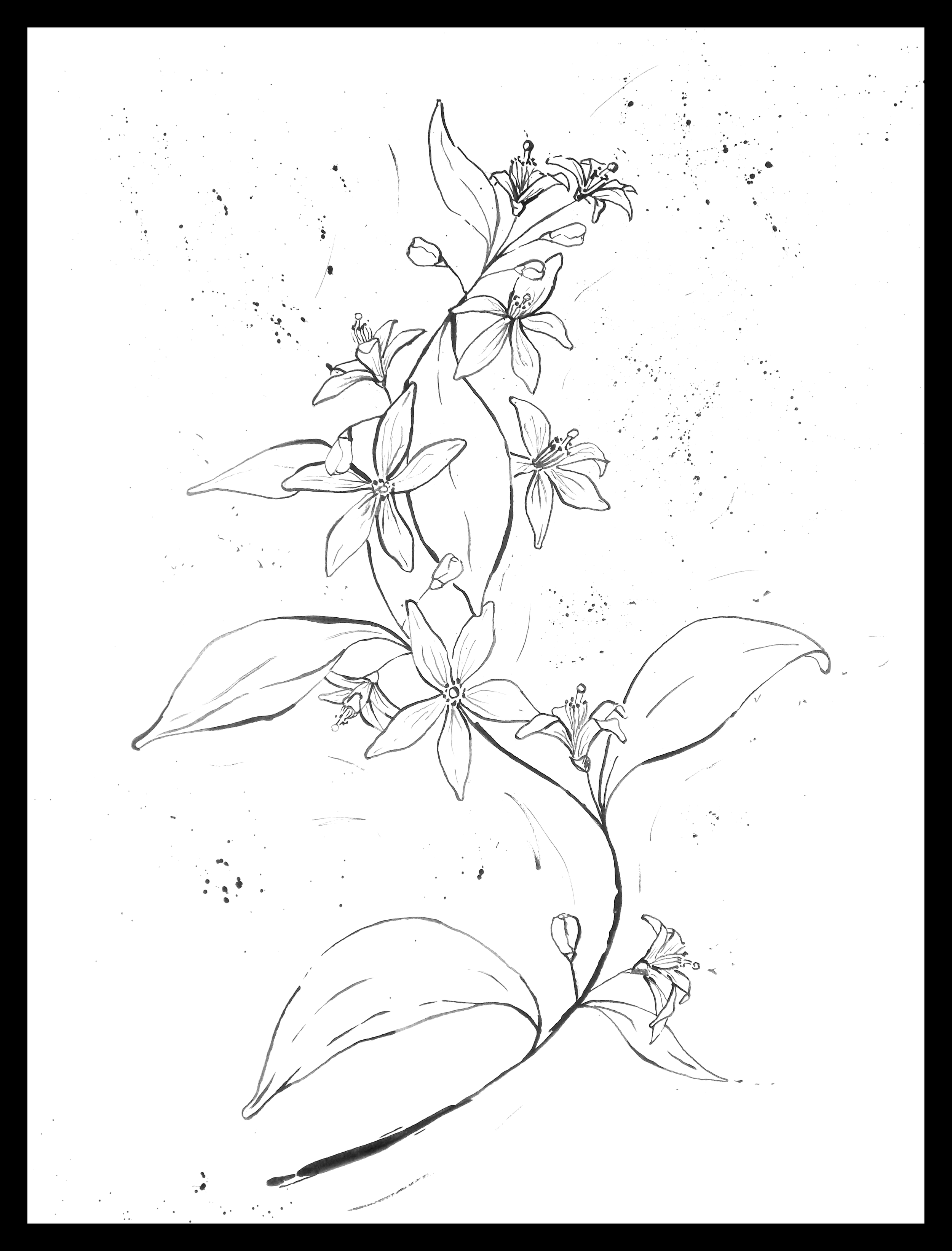 Flor de azahar