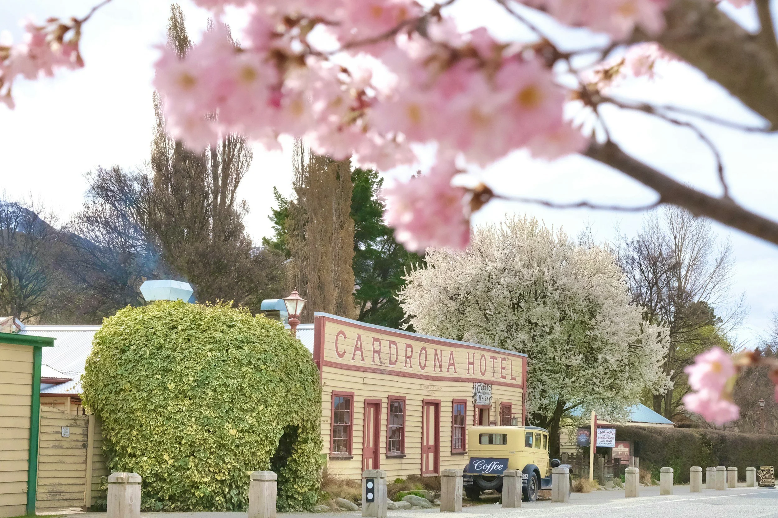 Pink cherry blossoms in the foreground with a vintage-style building labeled 'Cardrona Hotel' in the background, surrounded by trees and a vintage car parked outside.