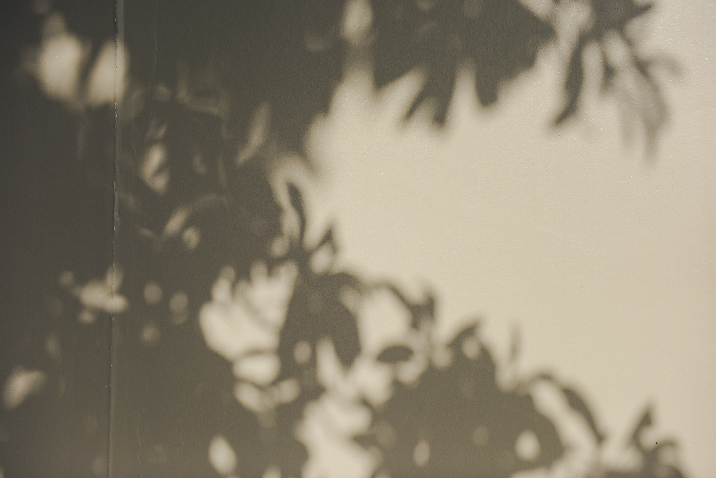 Shadows of leaves and branches on a wall, creating a nature-inspired pattern.