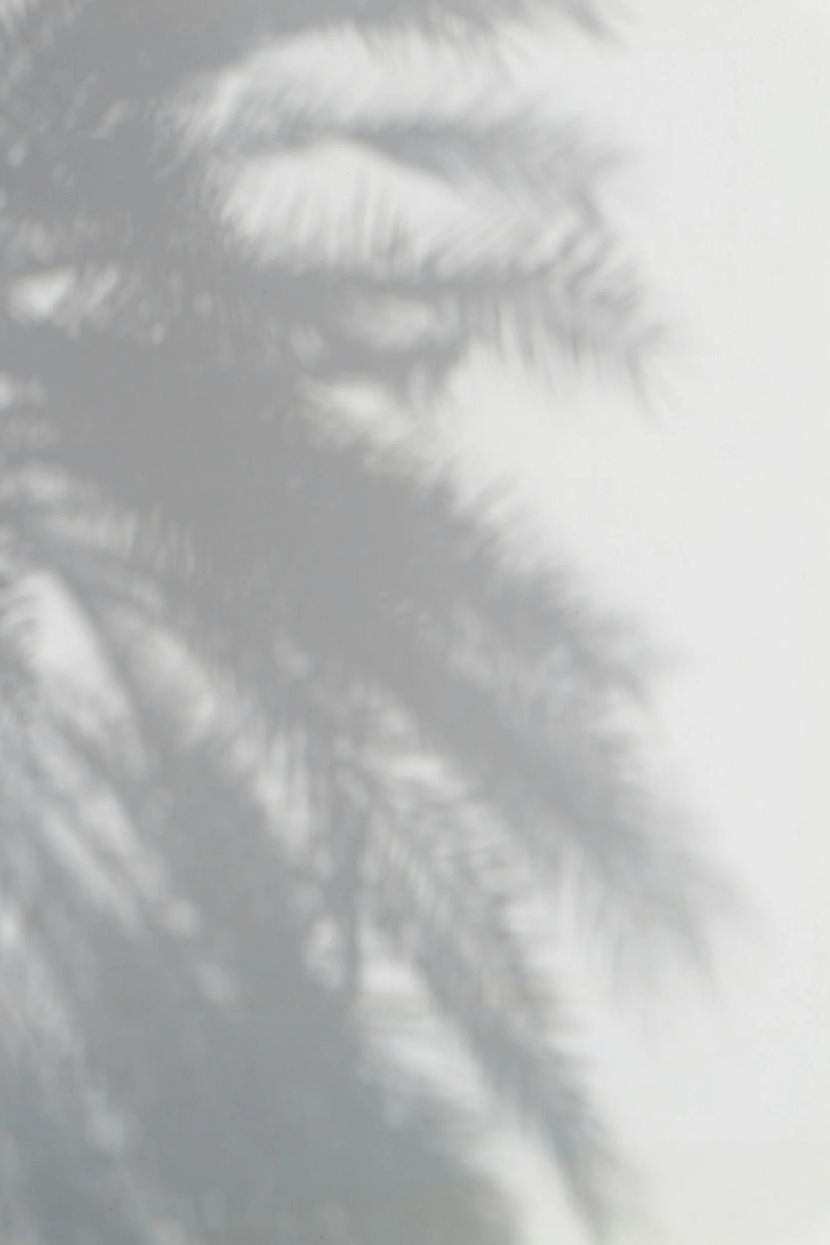 Close-up of shadows of palm leaves on a white surface.