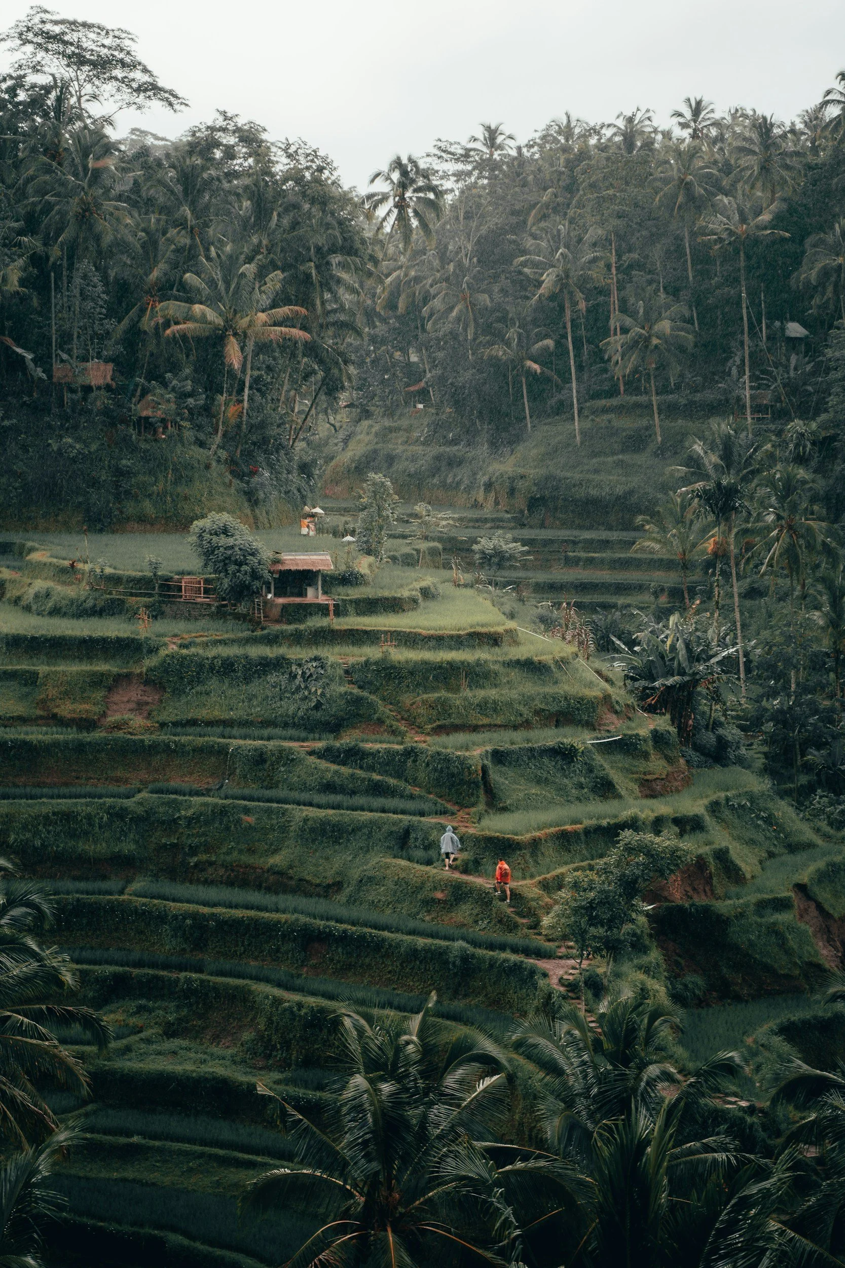 Tropical landscape with terraced rice fields, tall palm trees, lush green vegetation, and a few people walking on paths.