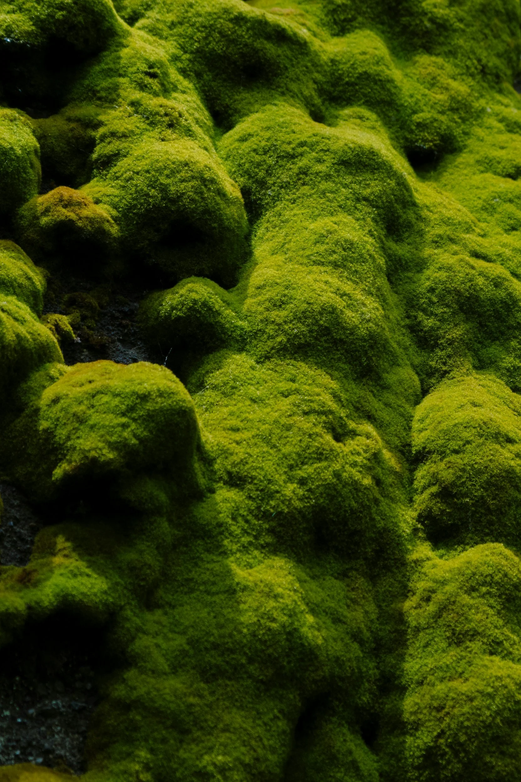 Close-up view of bright green moss growing on rocks.