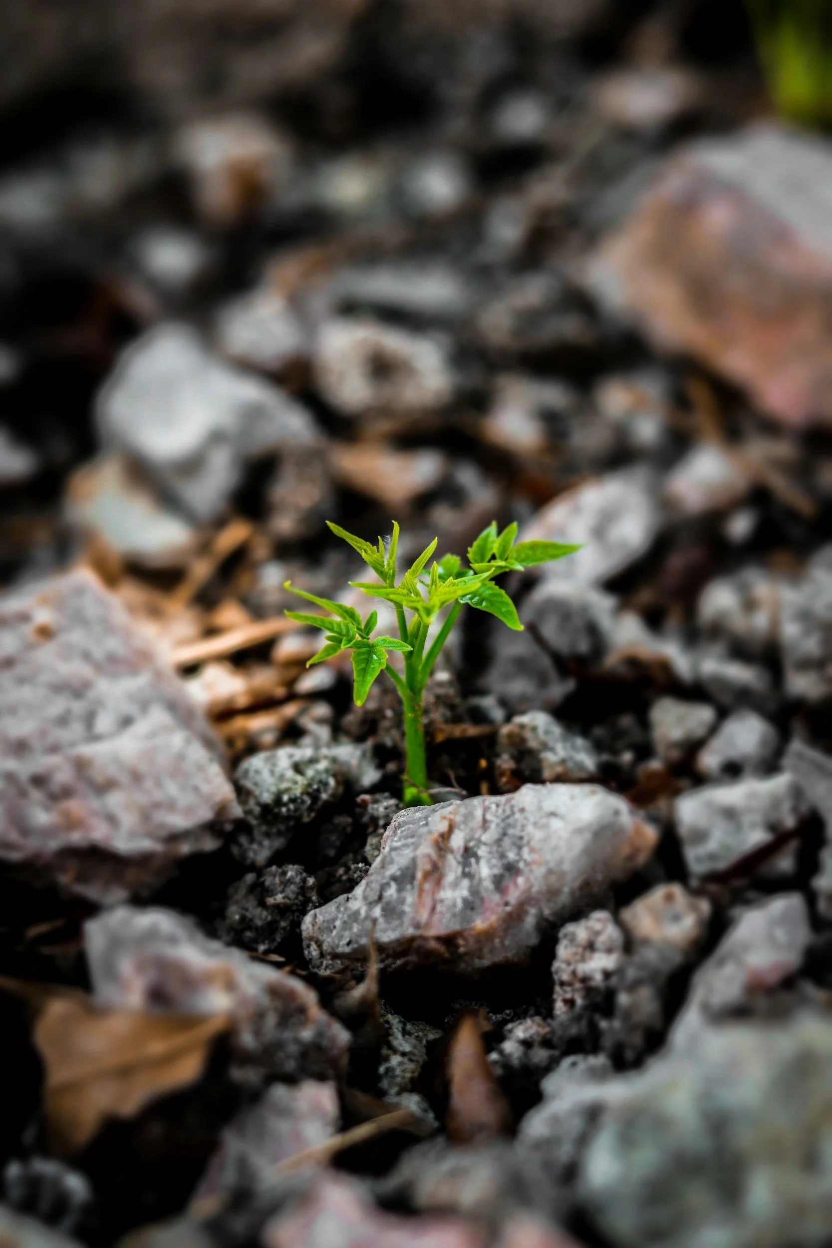 Small green plant emerging from rocky soil surrounded by gray and brown stones