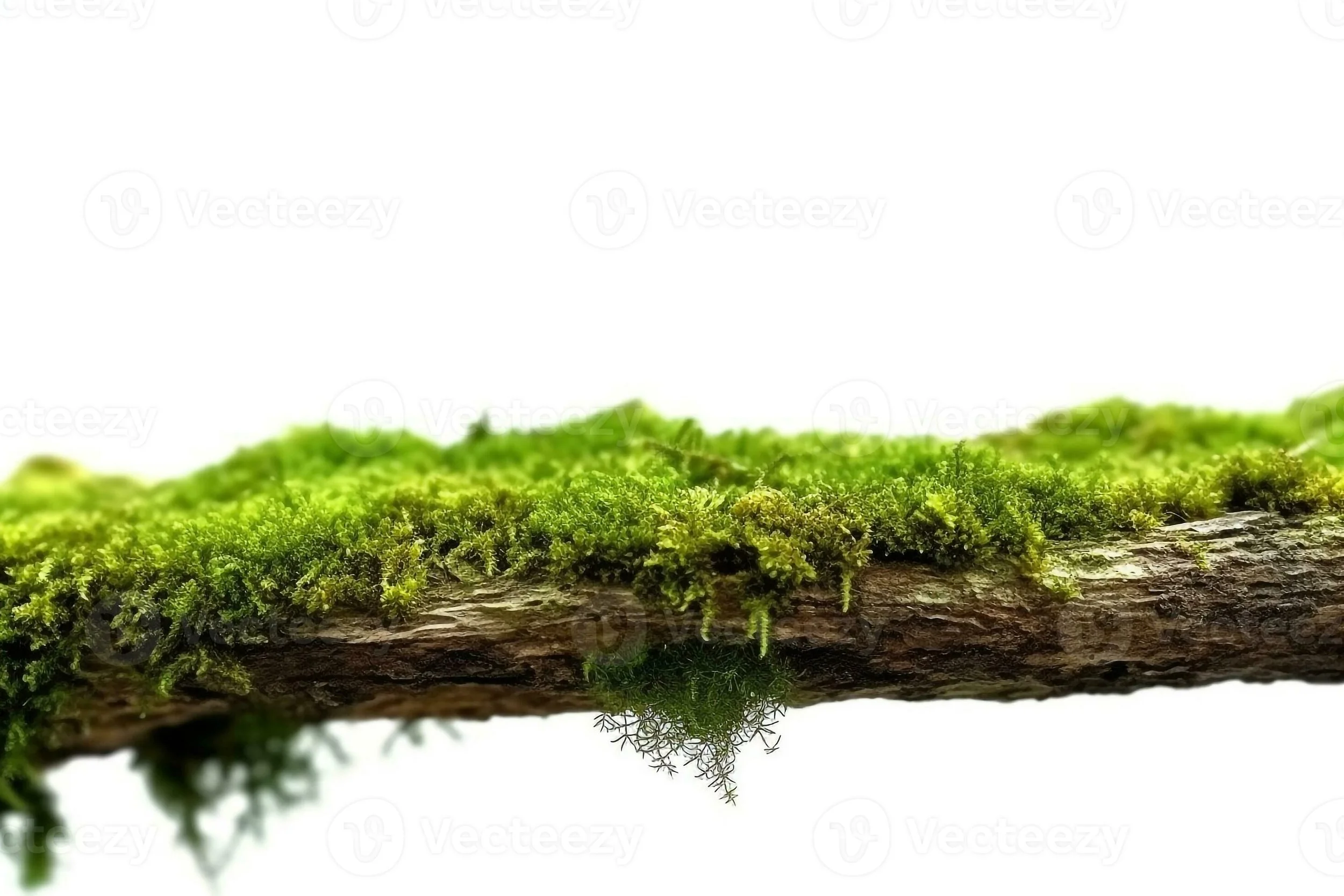 Close-up of vibrant green moss growing on a decaying log representing growing where you are planted and focused healing at Marrow and Moss Therapy Collective