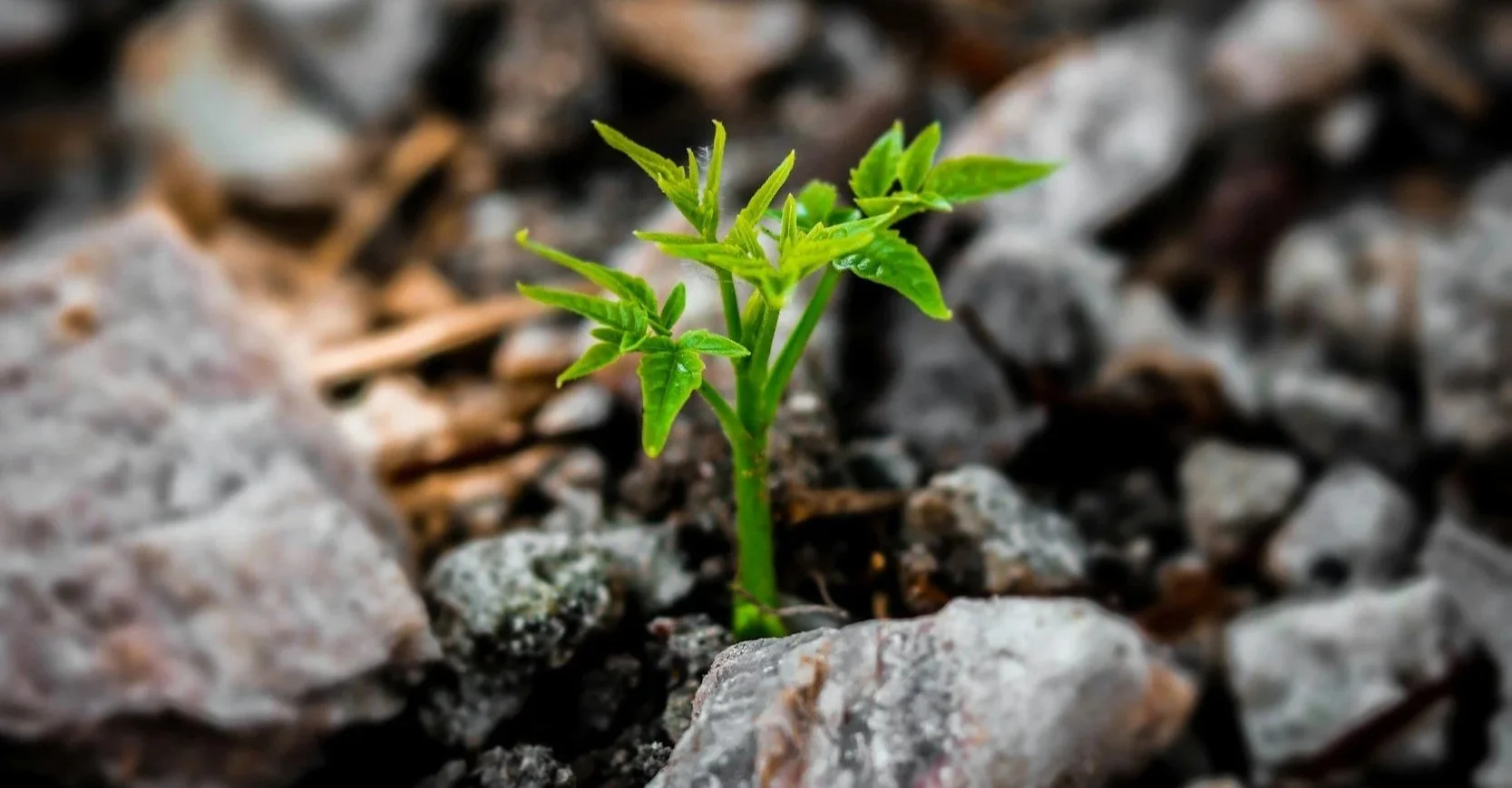Small green plant growing among rocks, symbolizing resilience and new beginnings — representing the first step toward healing at Marrow and Moss
