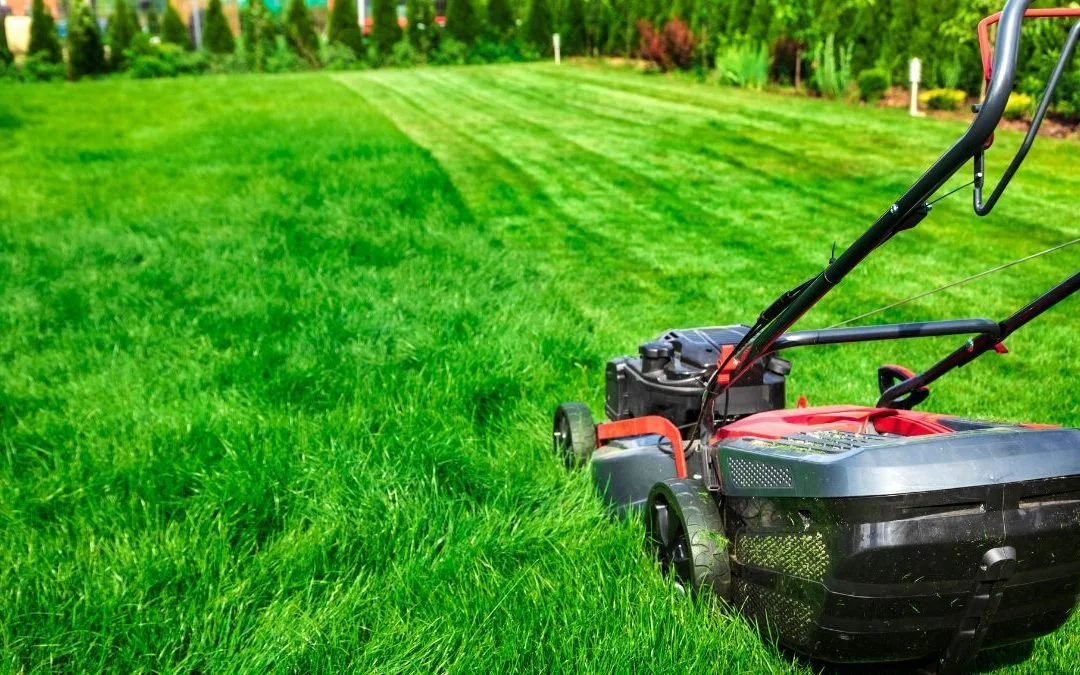 A lawn mower cutting grass in a backyard with a row of trees and shrubs in the background.