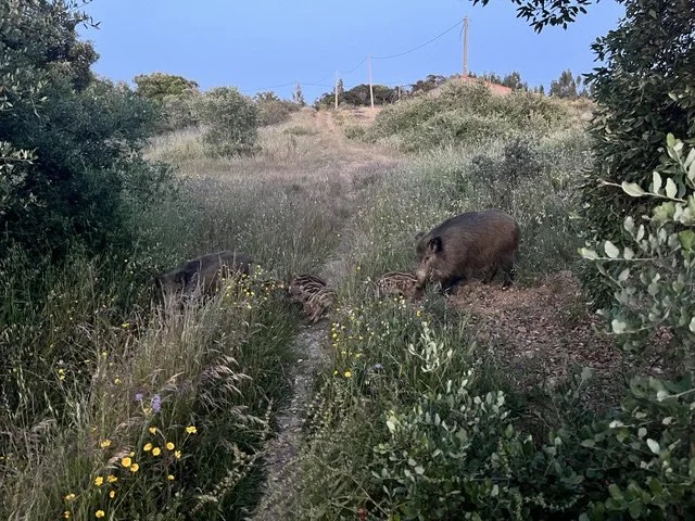 Wild, Wijs en Vrij Retreat Portugal
