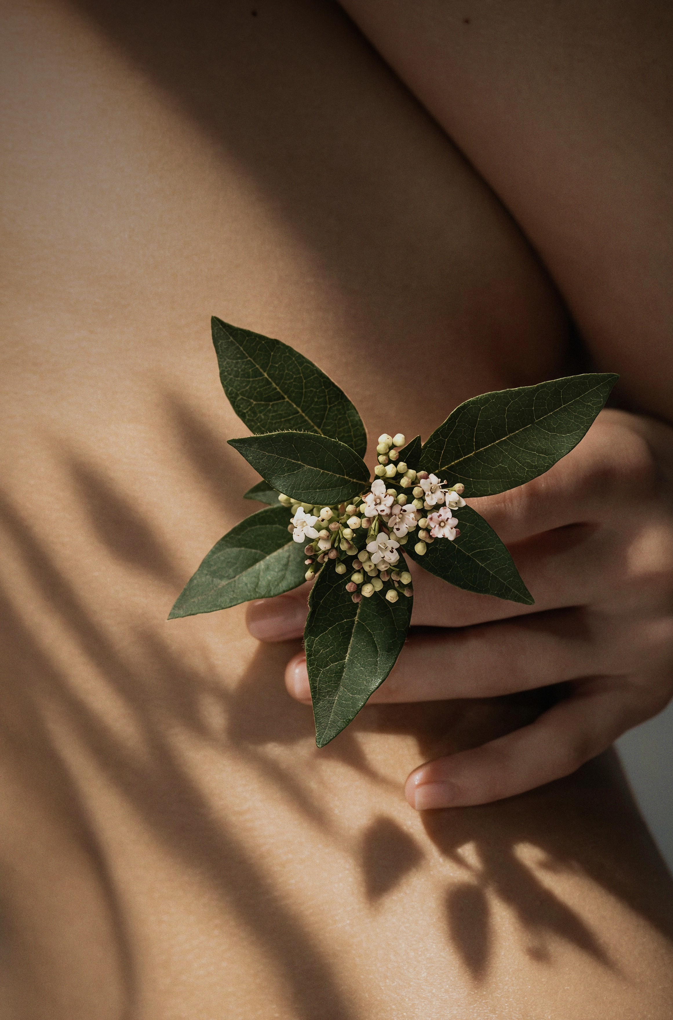 A person holding a small branch with dark green leaves and tiny white flowers, against a beige background.