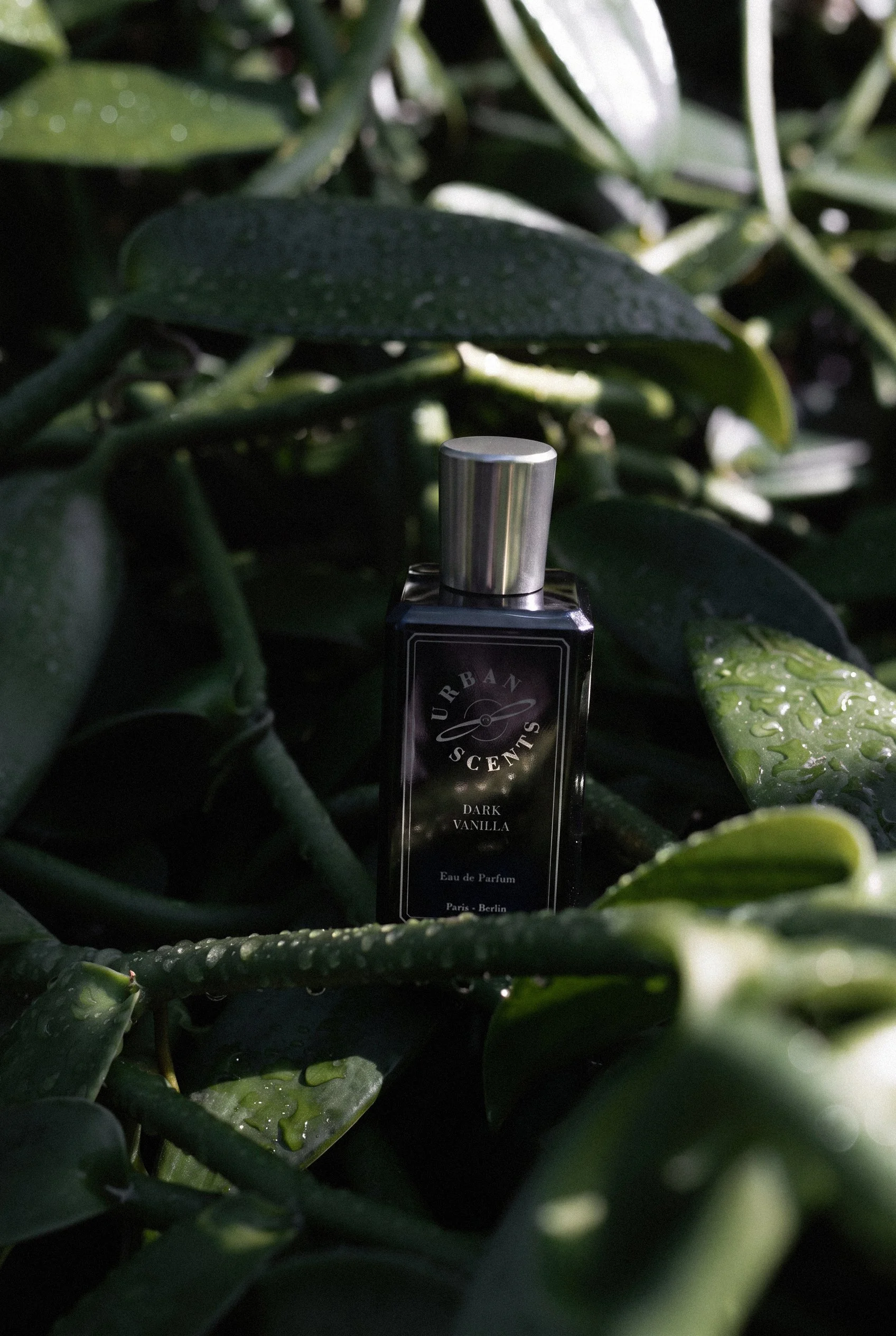 A perfume bottle labeled "Urban Scents" with "Dark Vanilla" scent, nestled among dark green leaves with water droplets, in a natural outdoor setting.