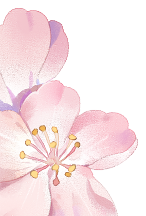Fleur de cerisier en pink et blanc